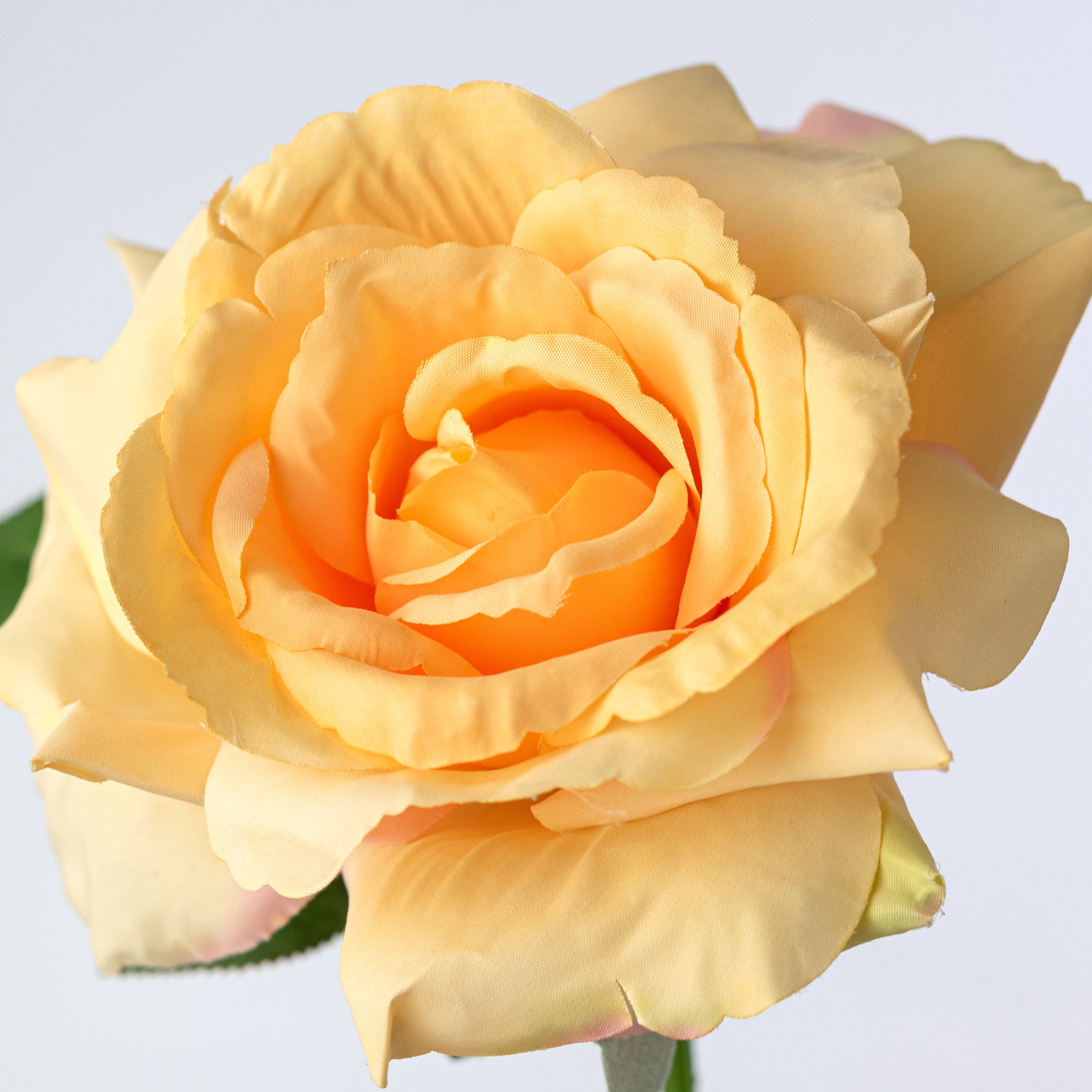13" Short Stem Rose: Yellow Lifestyle Photo