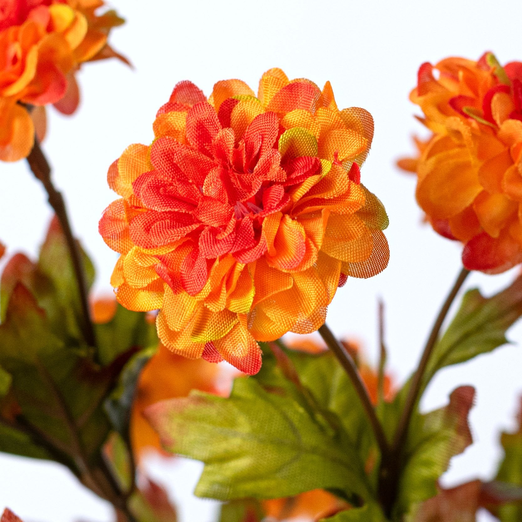 17" Mini Zinnia Bush: Orange (9 Stem) Lifestyle Photo