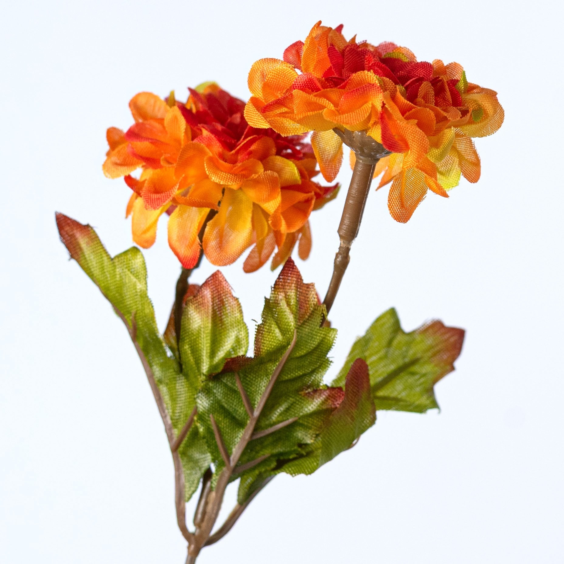 17" Mini Zinnia Bush: Orange (9 Stem) detail photo 4