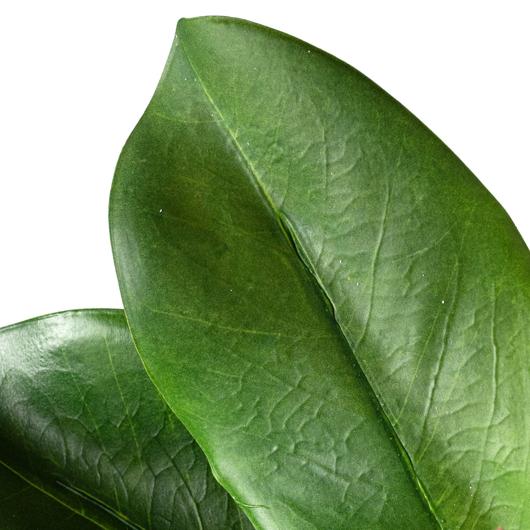 18" Artificial Magnolia Leaf Spray: Green detail photo 4