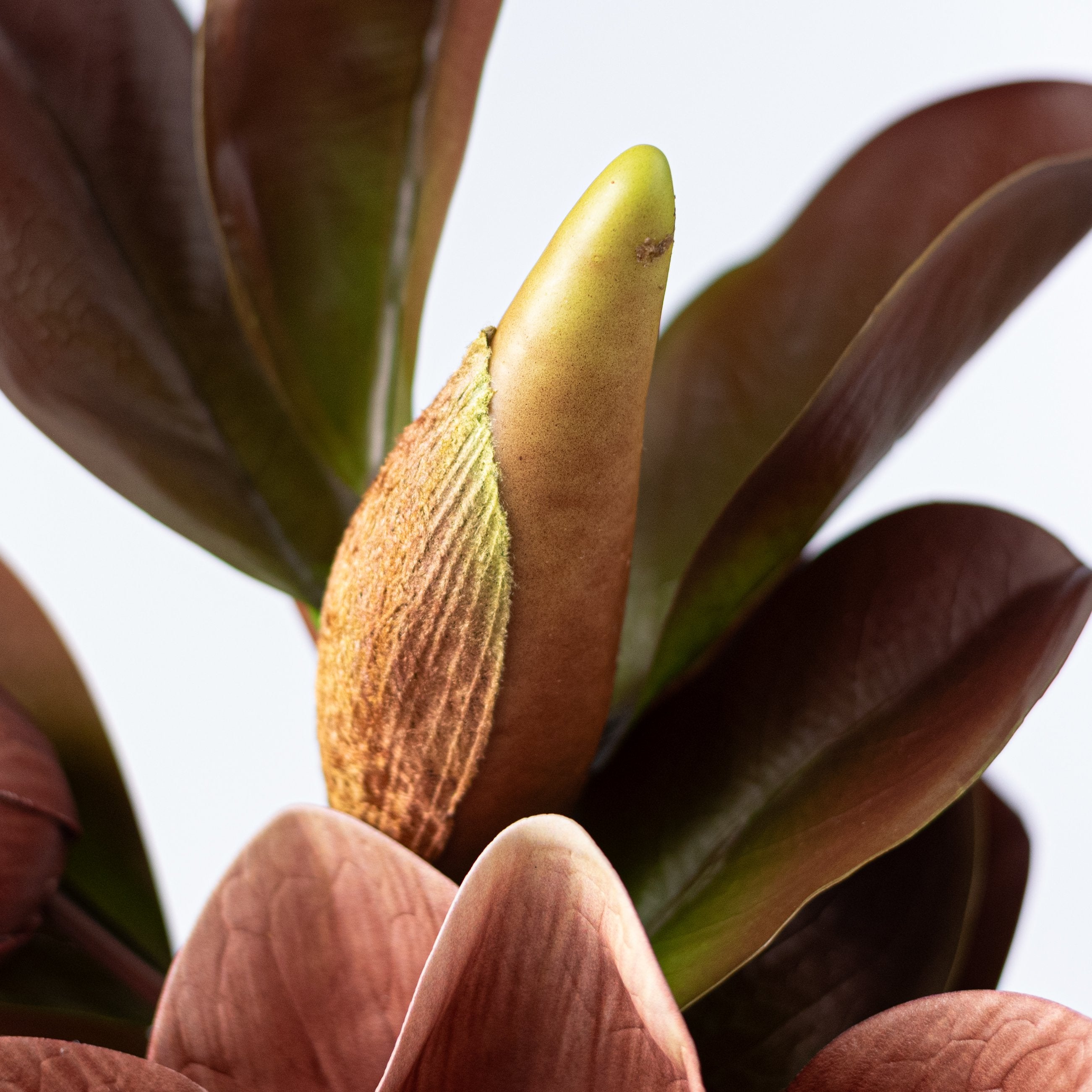 20" Magnolia Flower Spray: Brown, Cream & Green detail photo 5