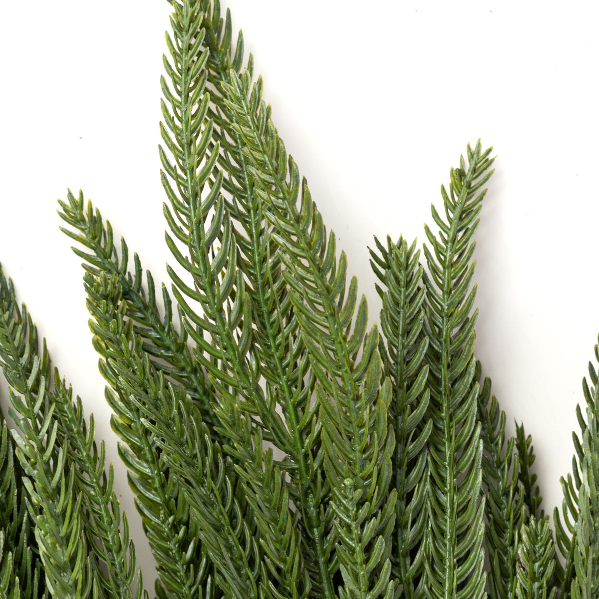 20" Soft Touch Norfolk Pine Spray Bundle: Dark Green (3) Lifestyle Photo