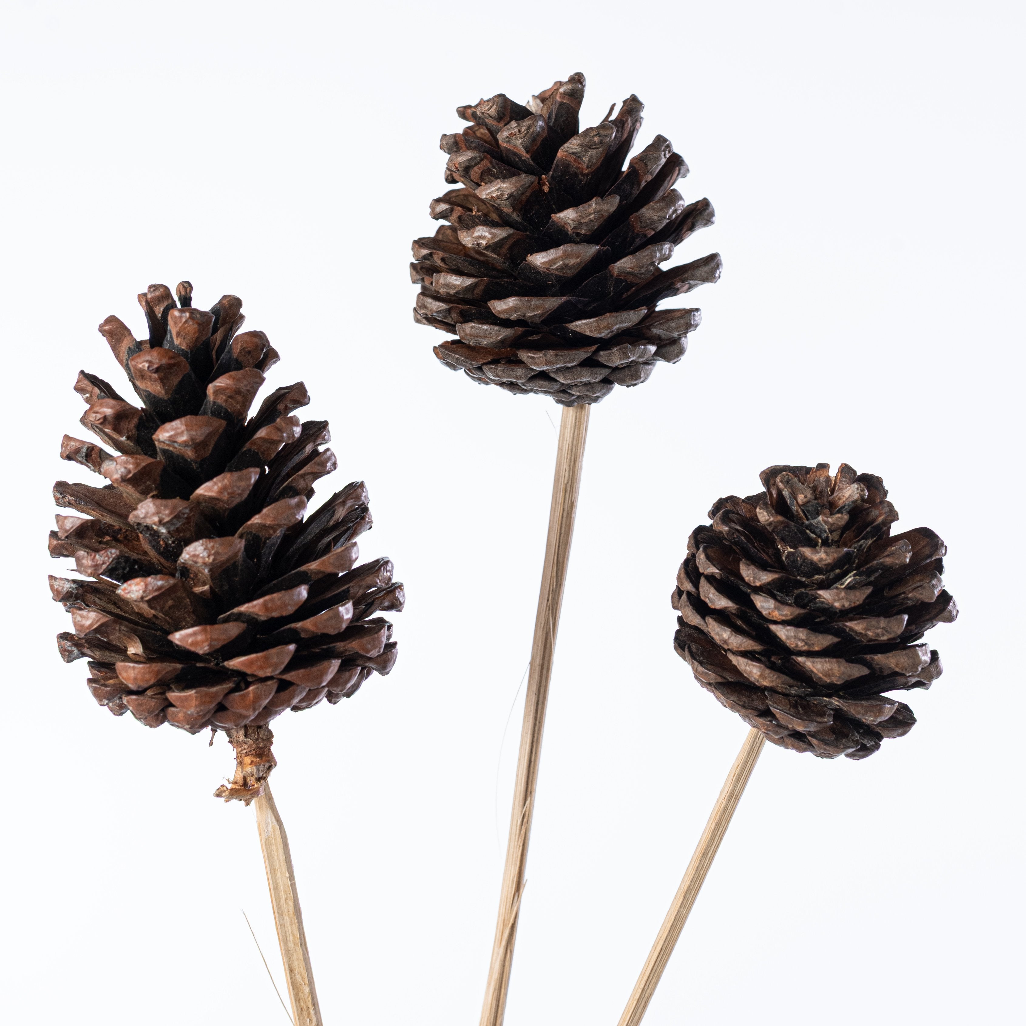 21" Medium Pinecones on Bamboo Picks (Pack of 10) Lifestyle Photo
