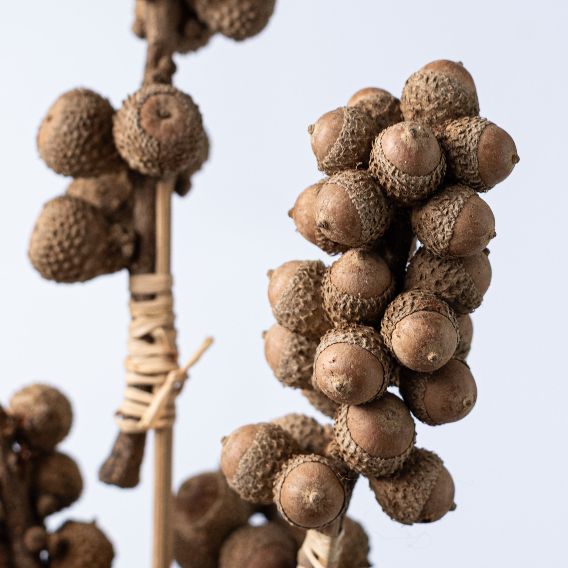 22" Acorns on Bamboo Picks: Natural (Pack of 5) Lifestyle Photo