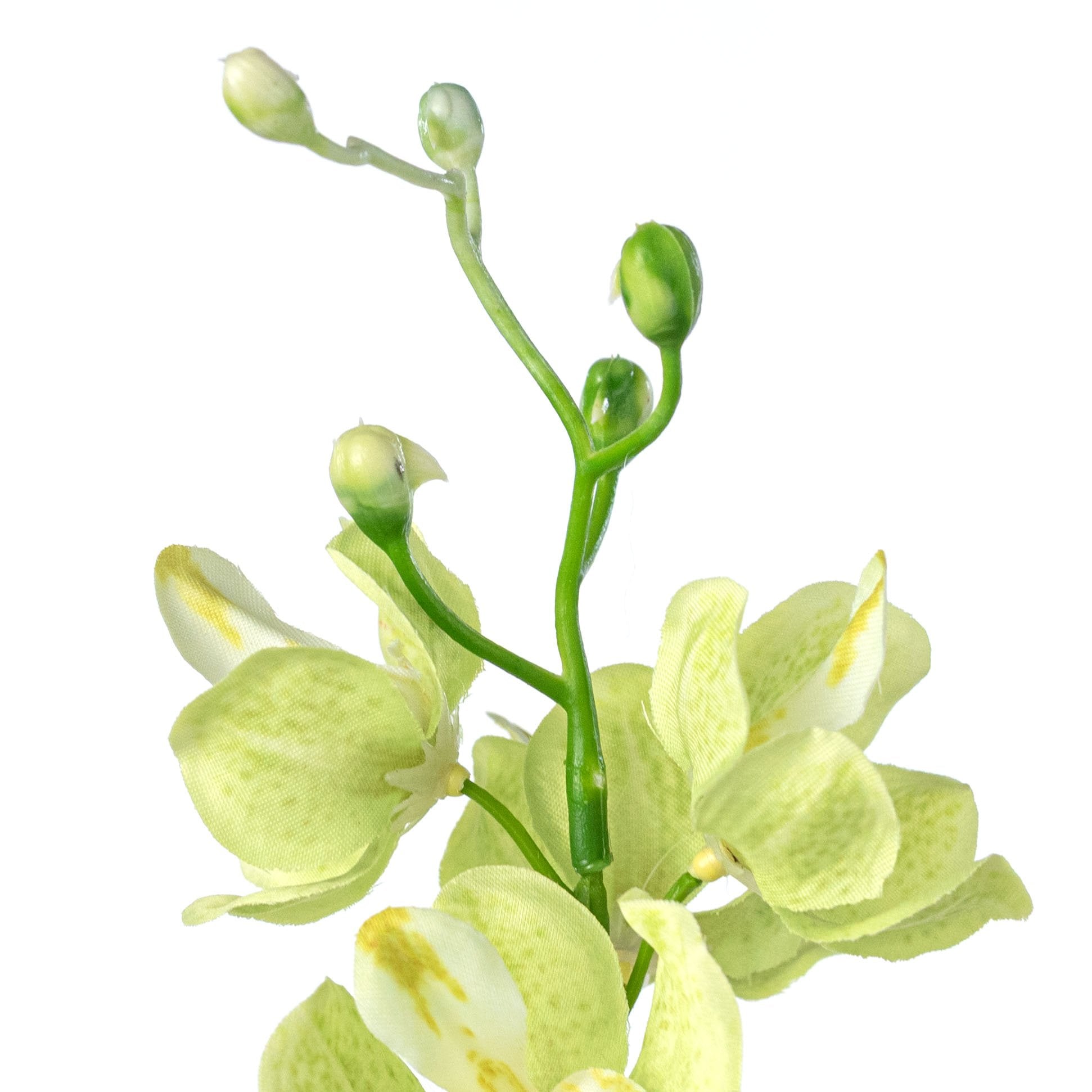 22" Mokara Orchid Stem: Light Green detail photo 4