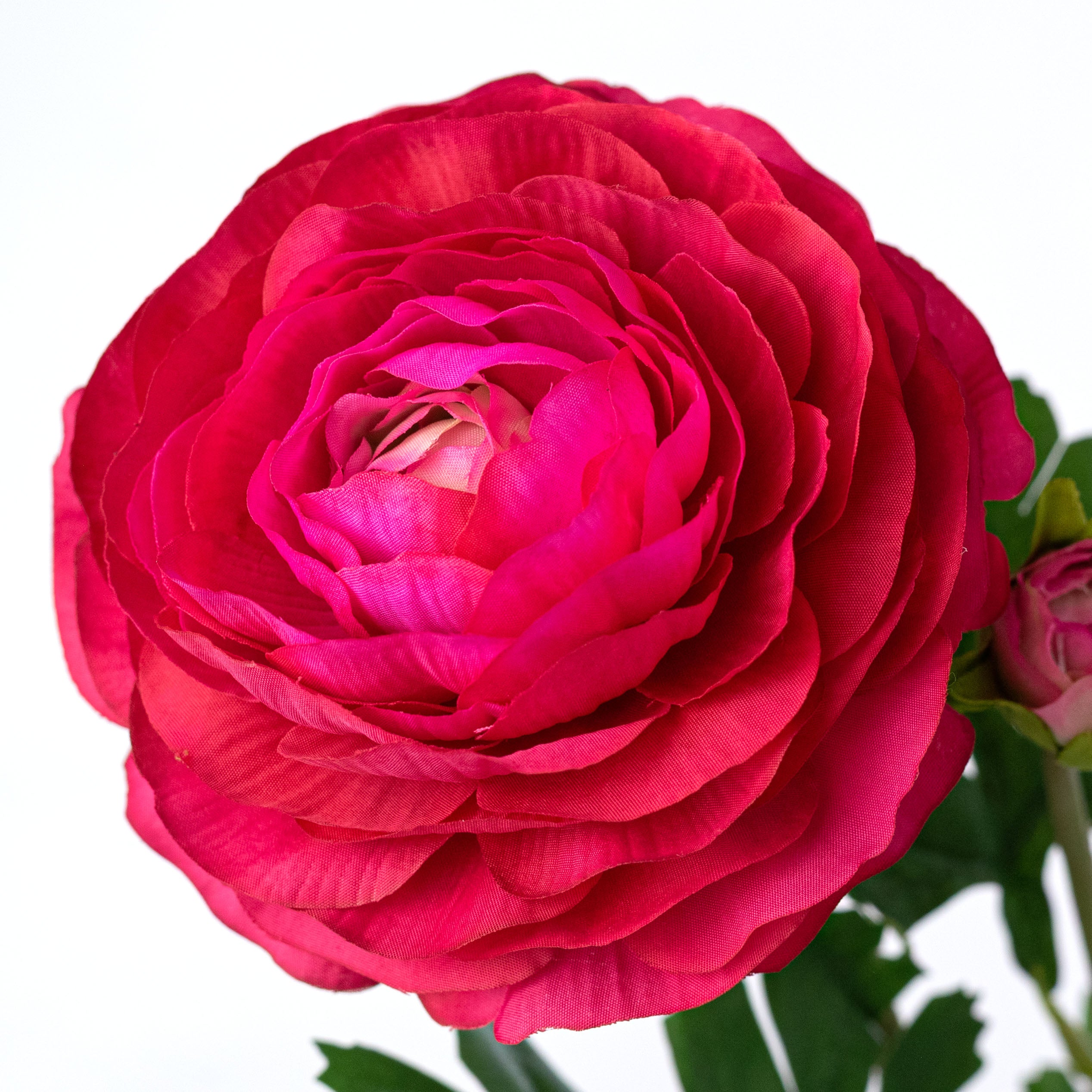 23" Ranunculus & Bud Spray: Fuchsia Pink Lifestyle Photo