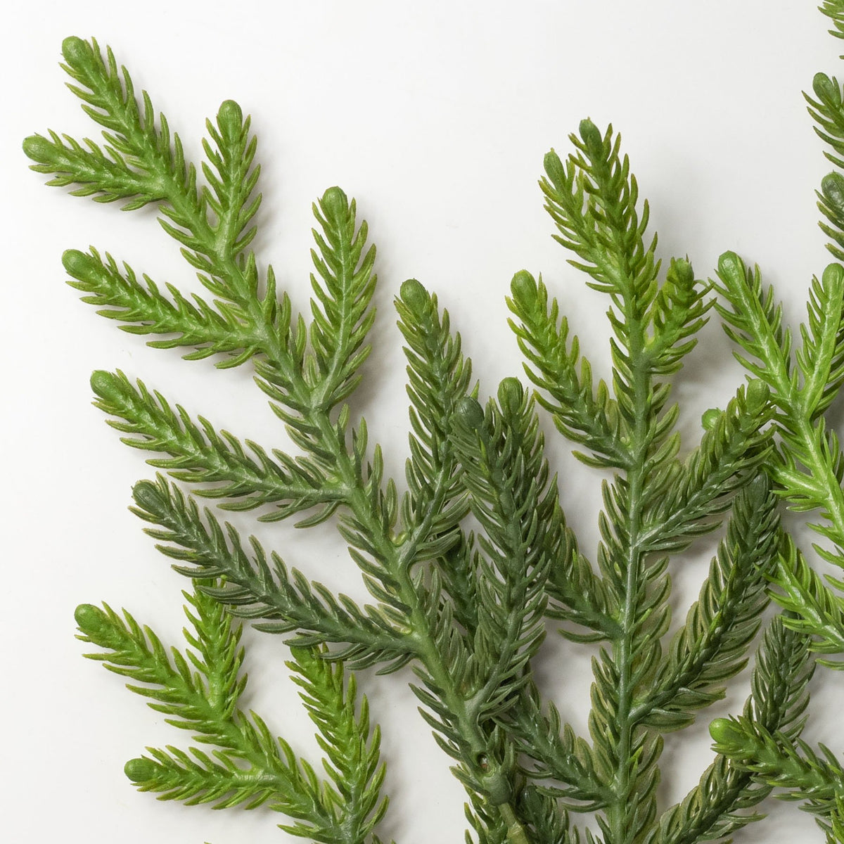 23" Soft Touch Norfolk Pine Spray: Two Tone Dark Green Lifestyle Photo