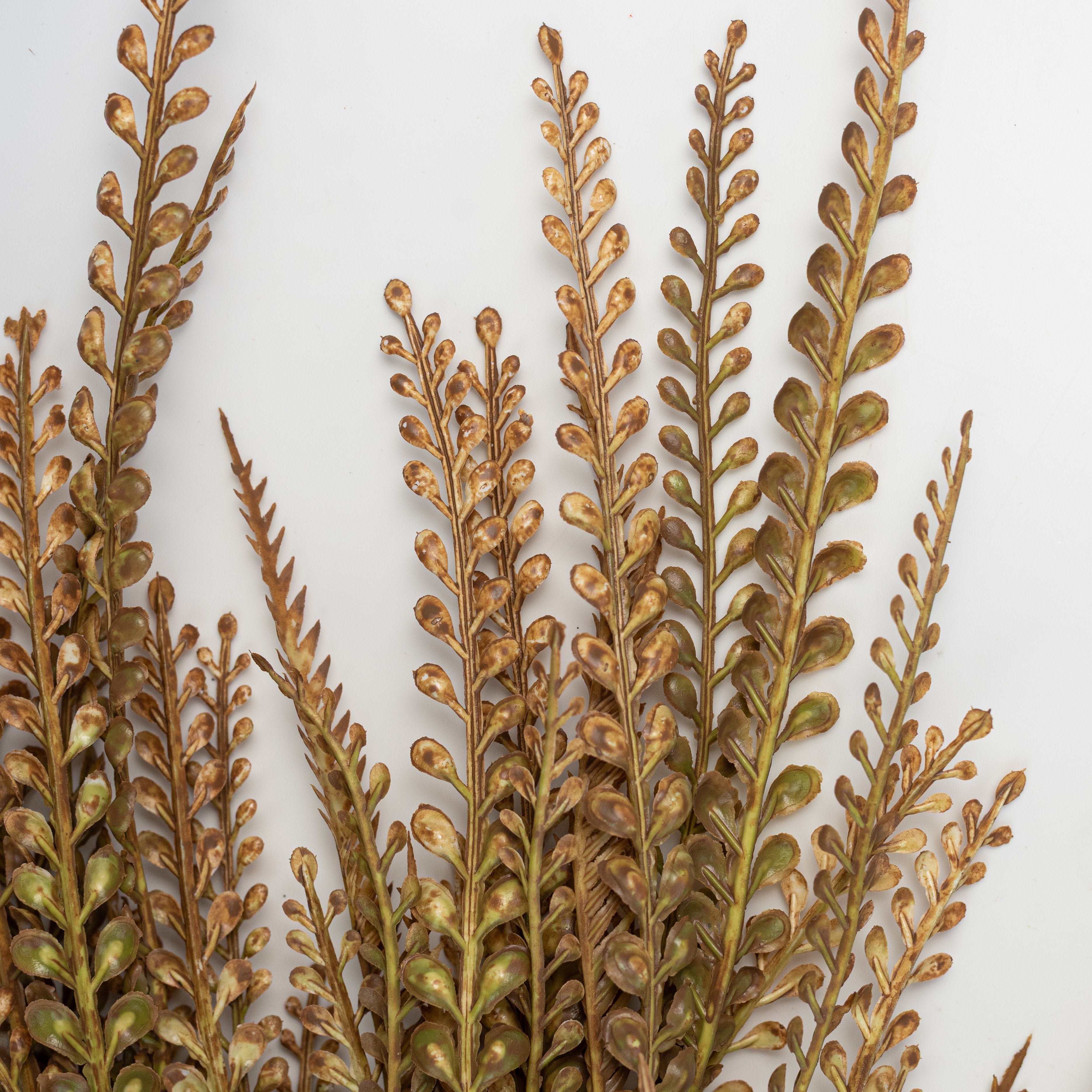31" Plastic Leaves Button Fern Hanging Bush: Beige & Brown (5 Stem) Lifestyle Photo