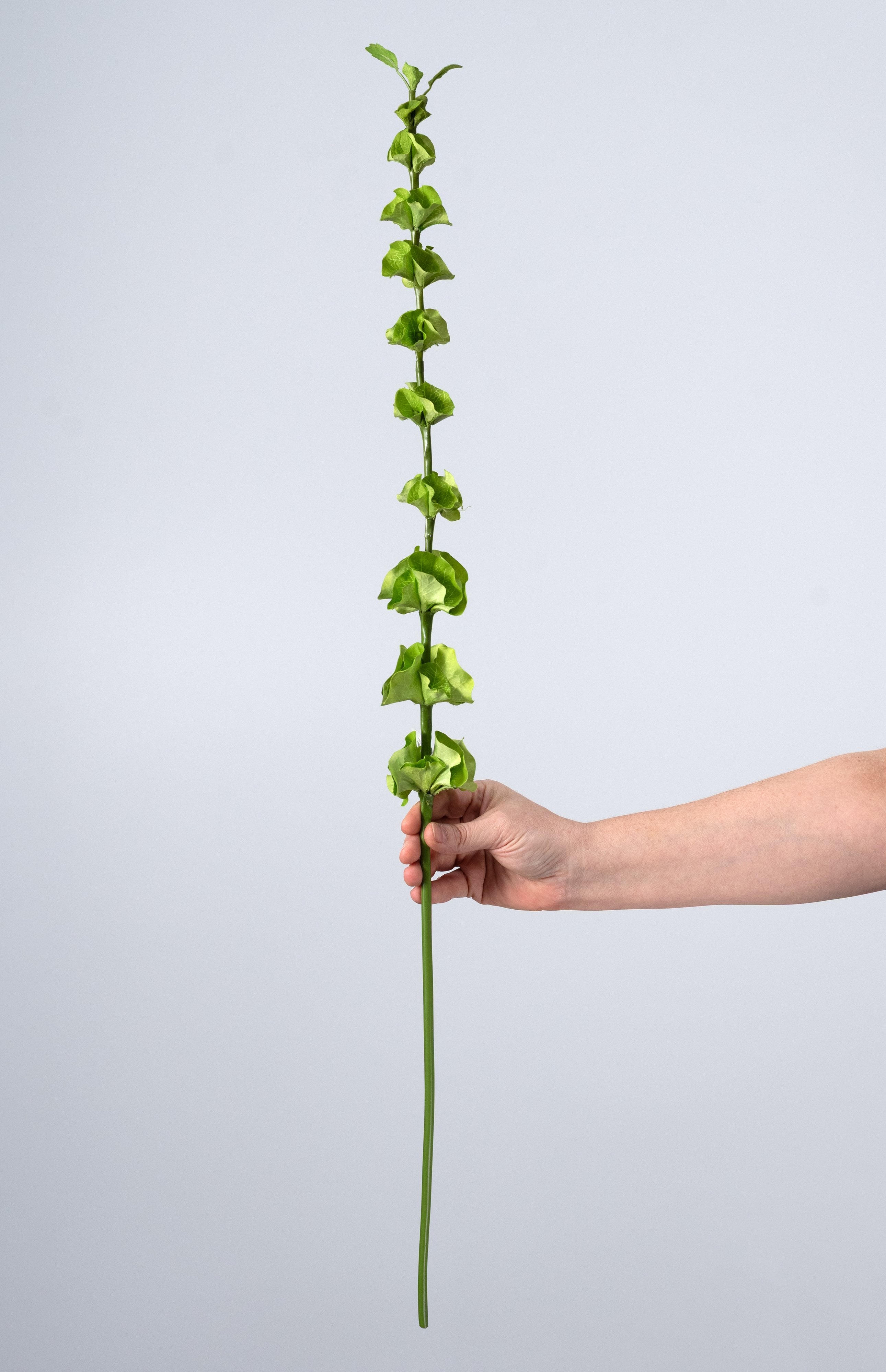 32" Artificial Bells of Ireland Spray: Light Green detail photo 3