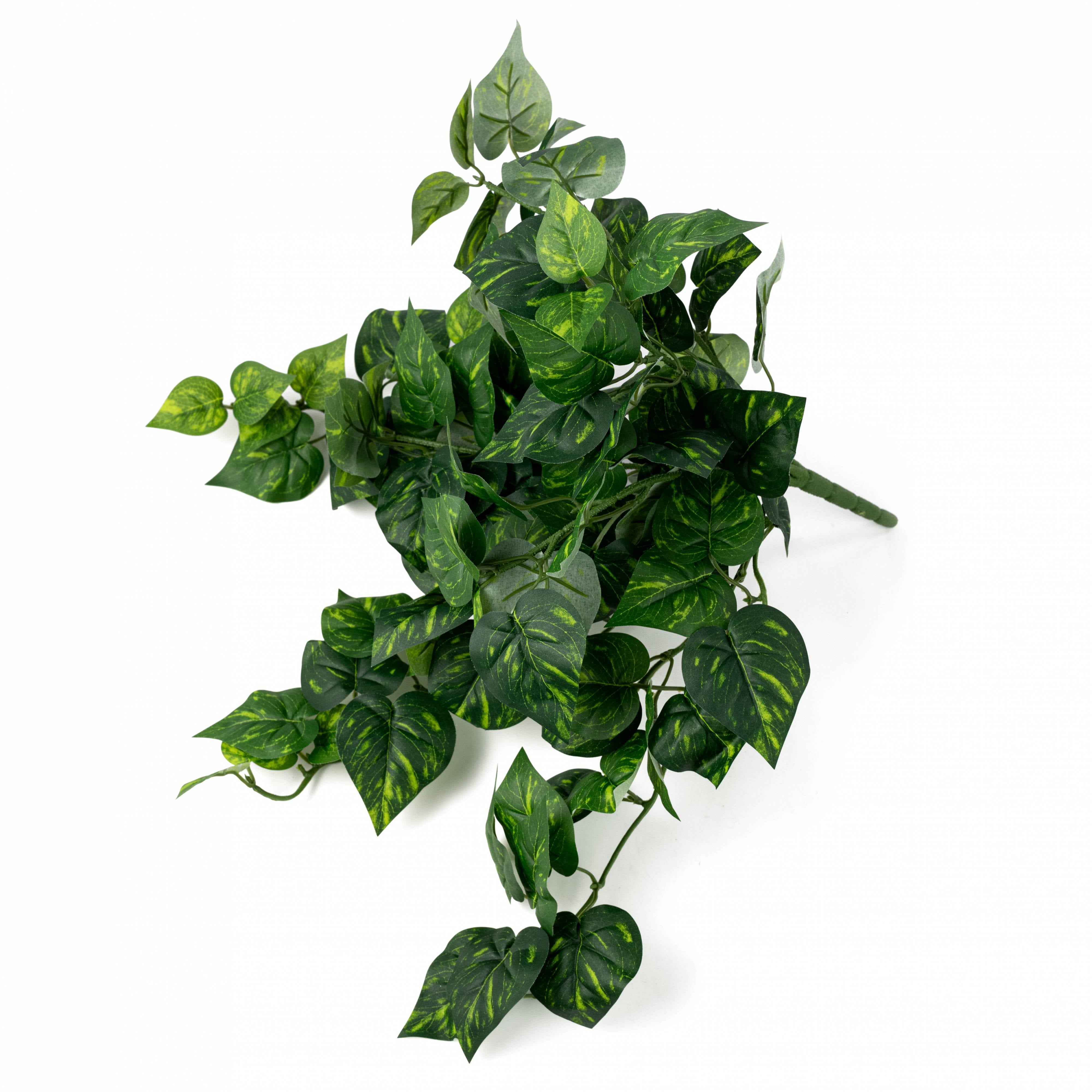 15" Hanging Pothos Bush (126 Leaves)