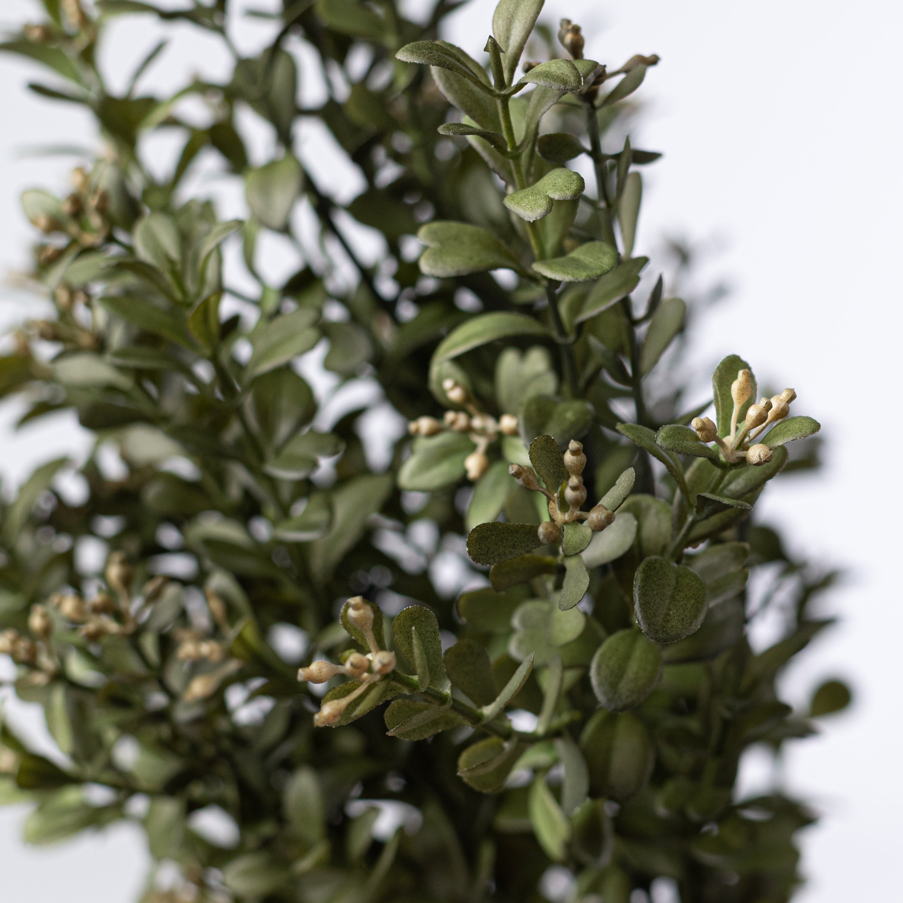 17" Mini Boxwood Bush