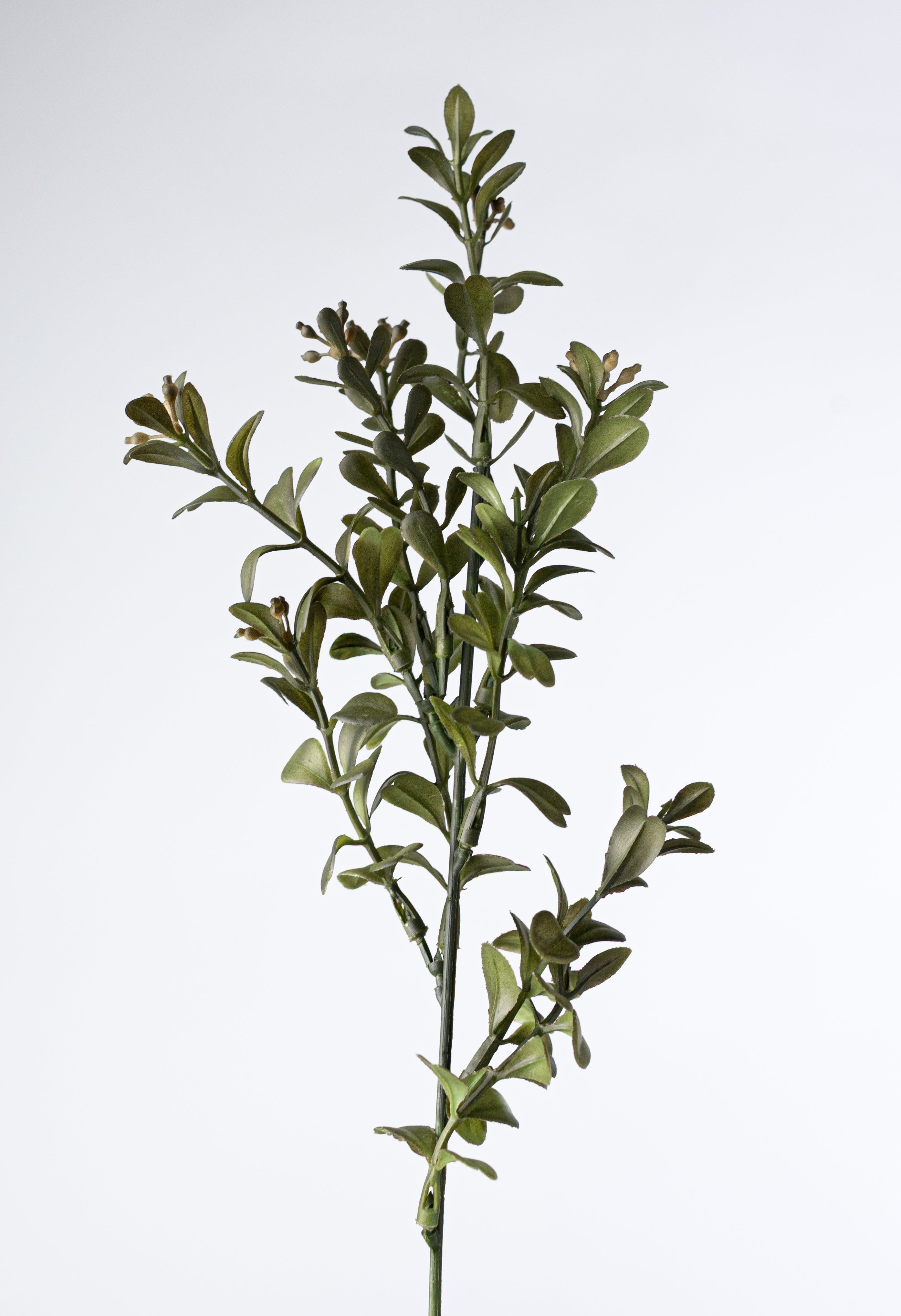 17" Mini Boxwood Bush