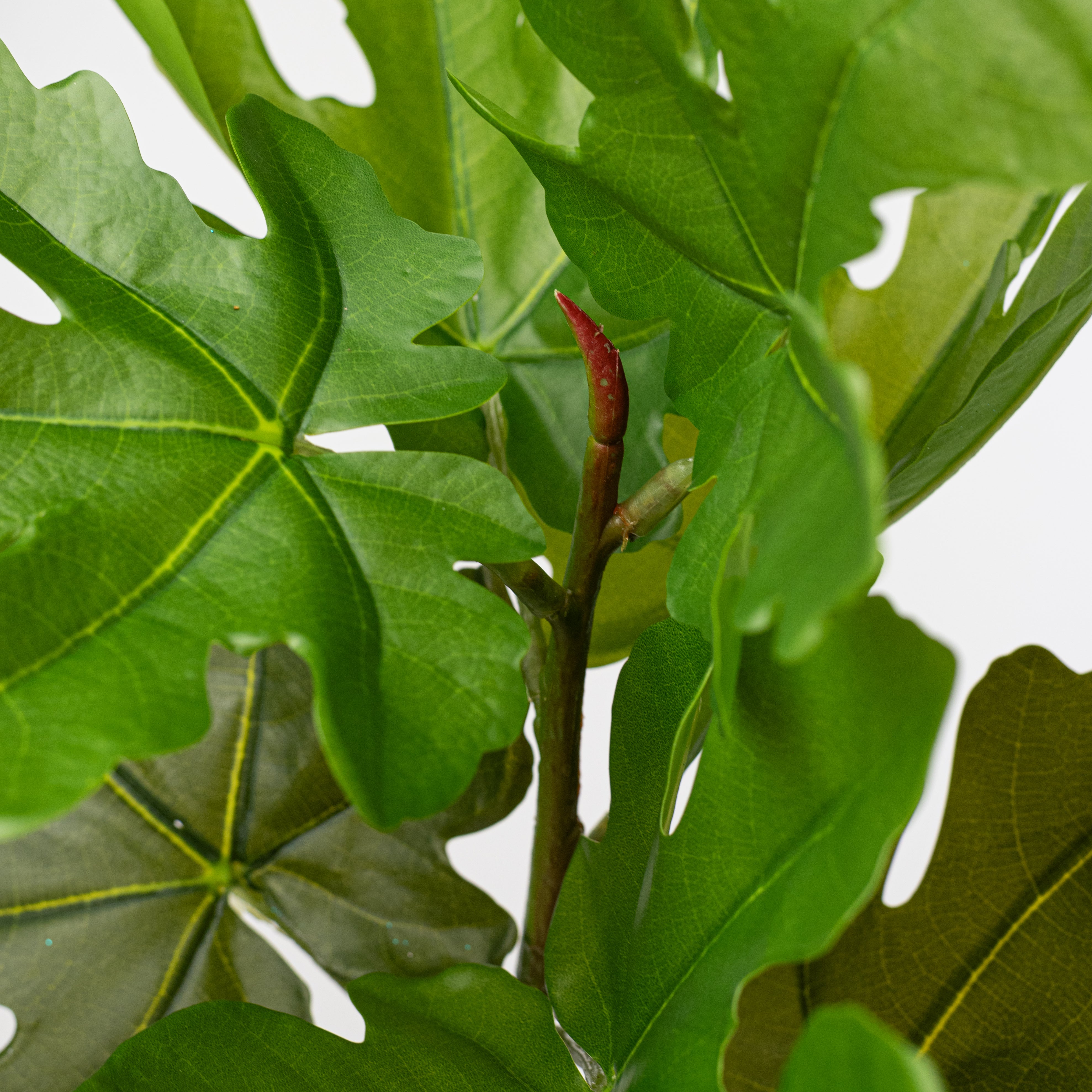 30" Artificial Fig Leaf Branch
