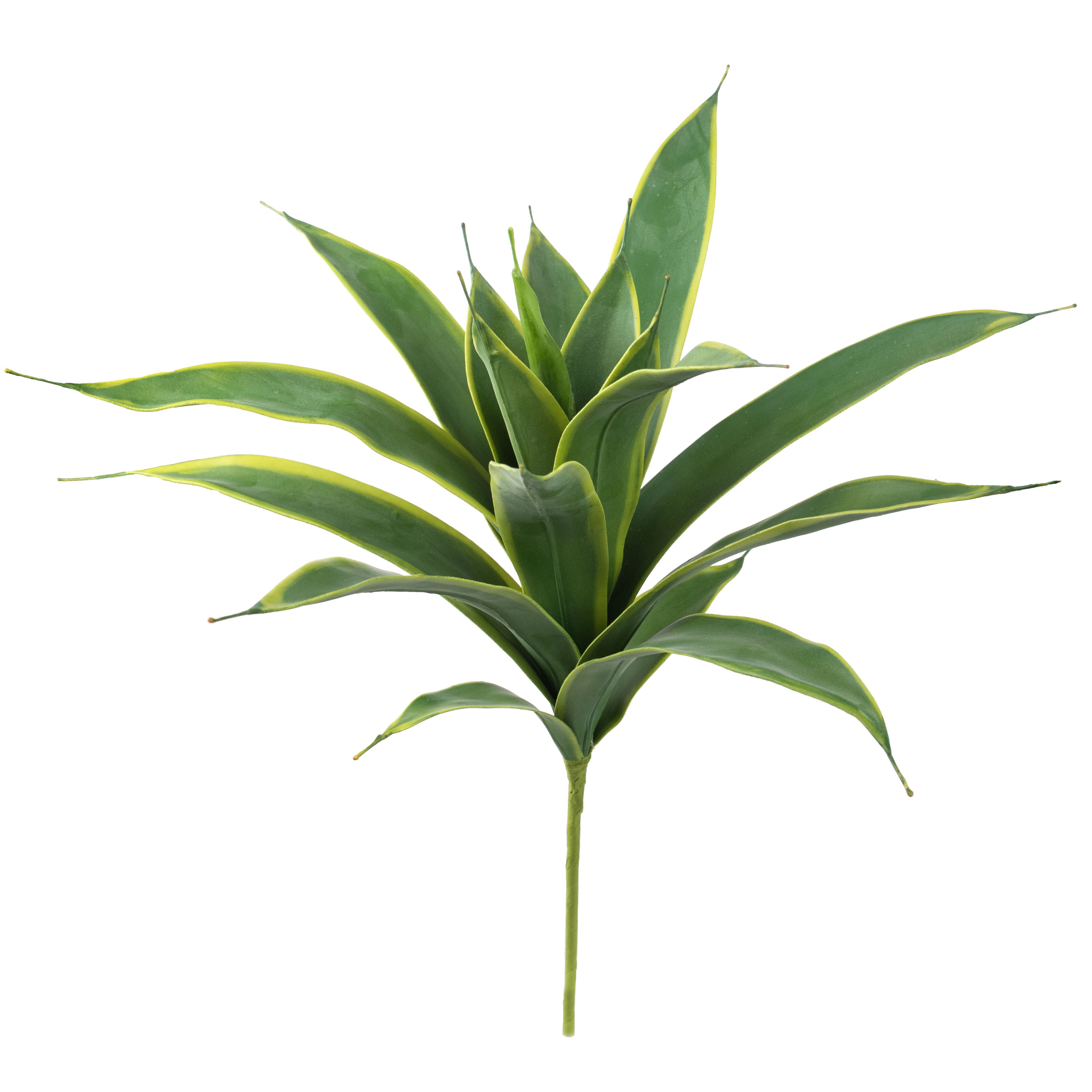20" Agave Variegated Bush Item Number: 2130092GY