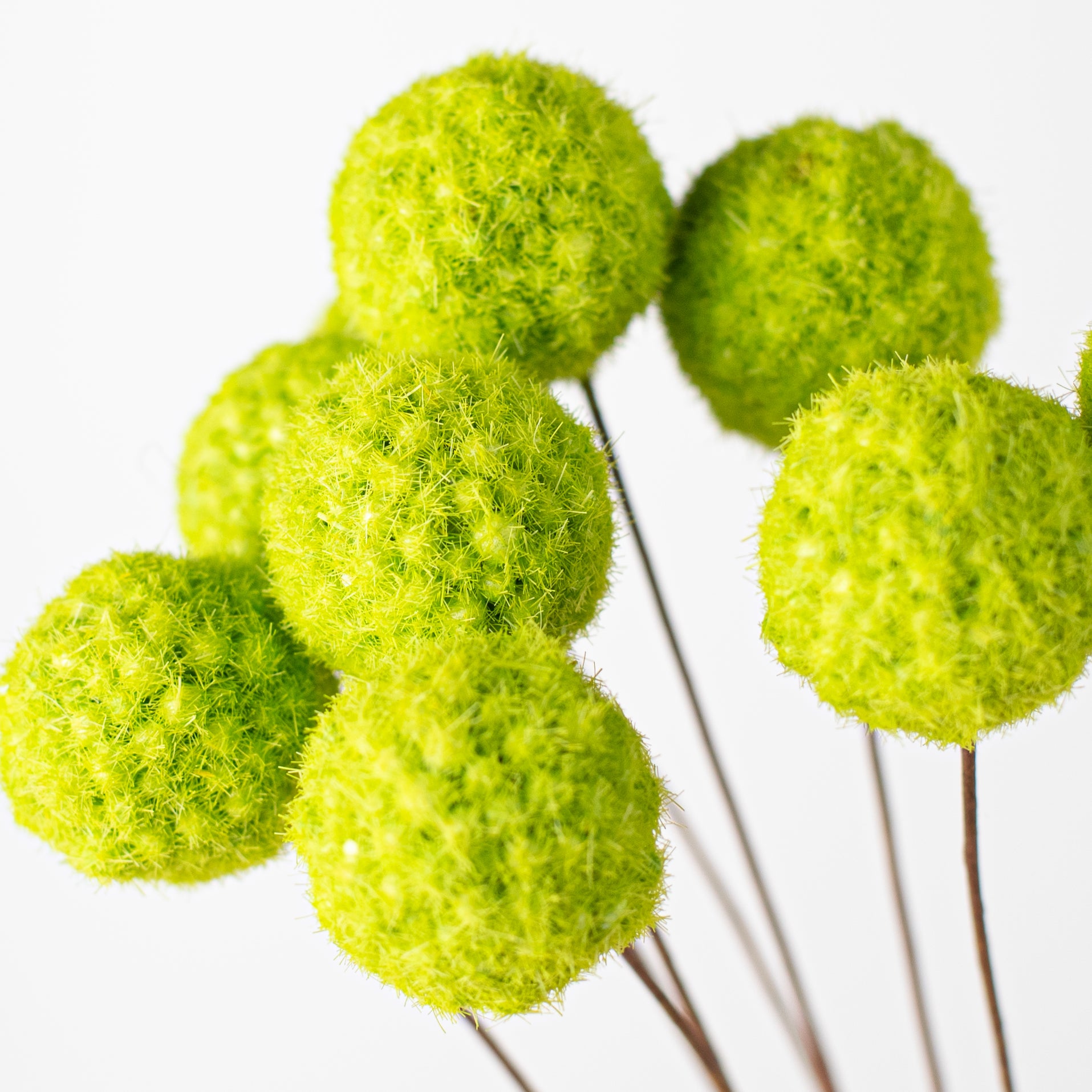 16" Billy Ball Bunch: Fresh Green Lifestyle Photo