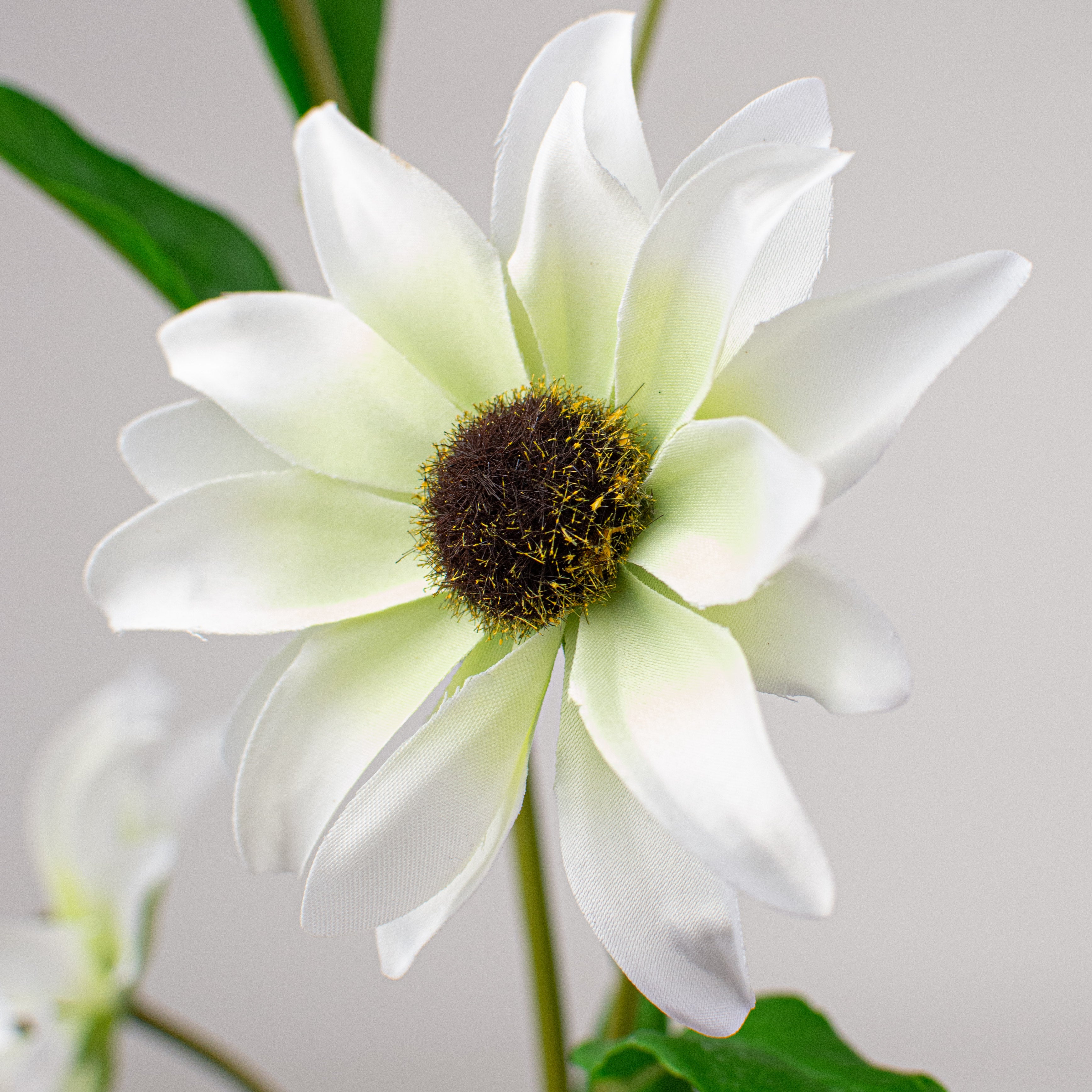 31" Black Eyed Susan: White Lifestyle Photo