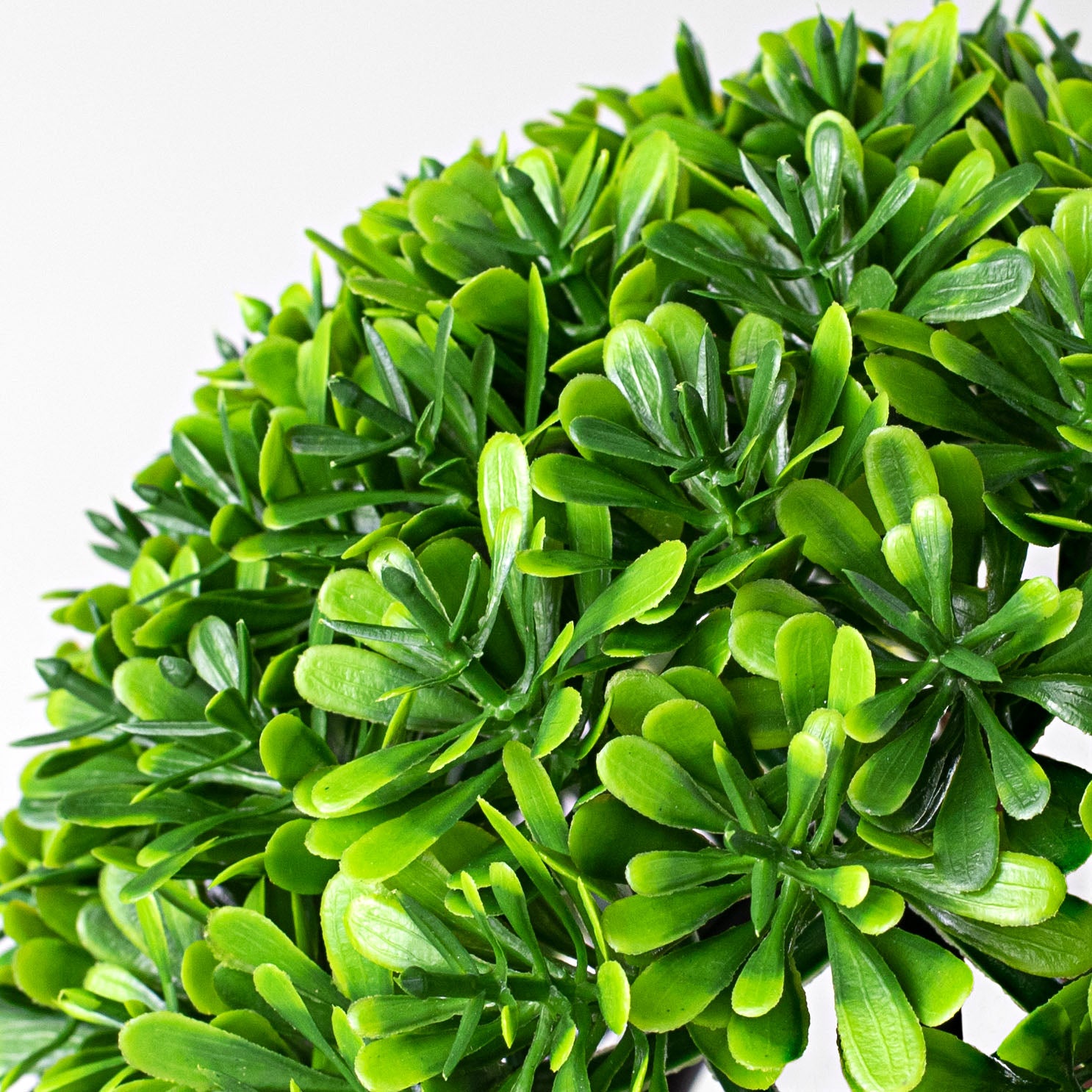 6" Boxwood Half Ball detail photo 4