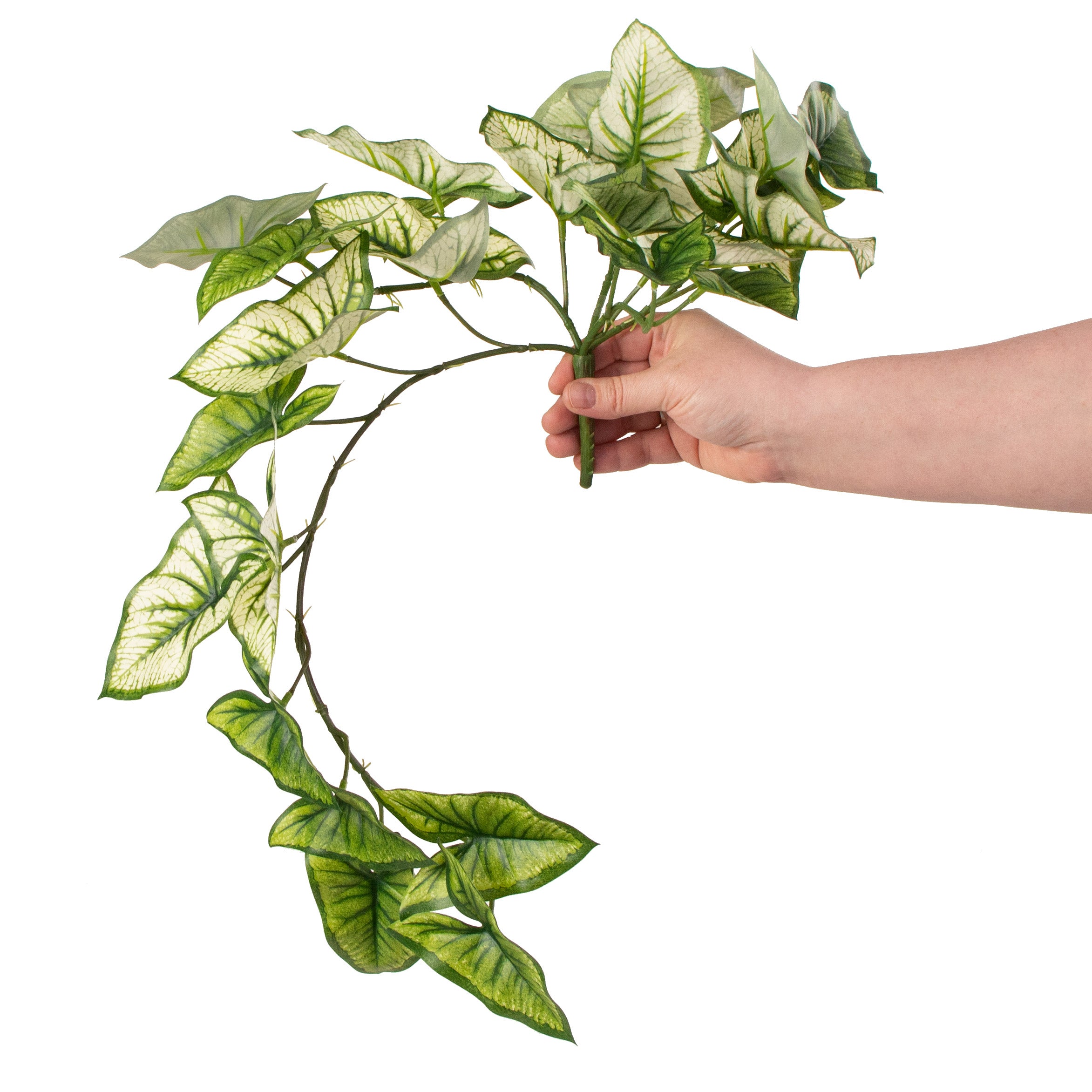 18" Caladium Hanging Bush detail photo 3