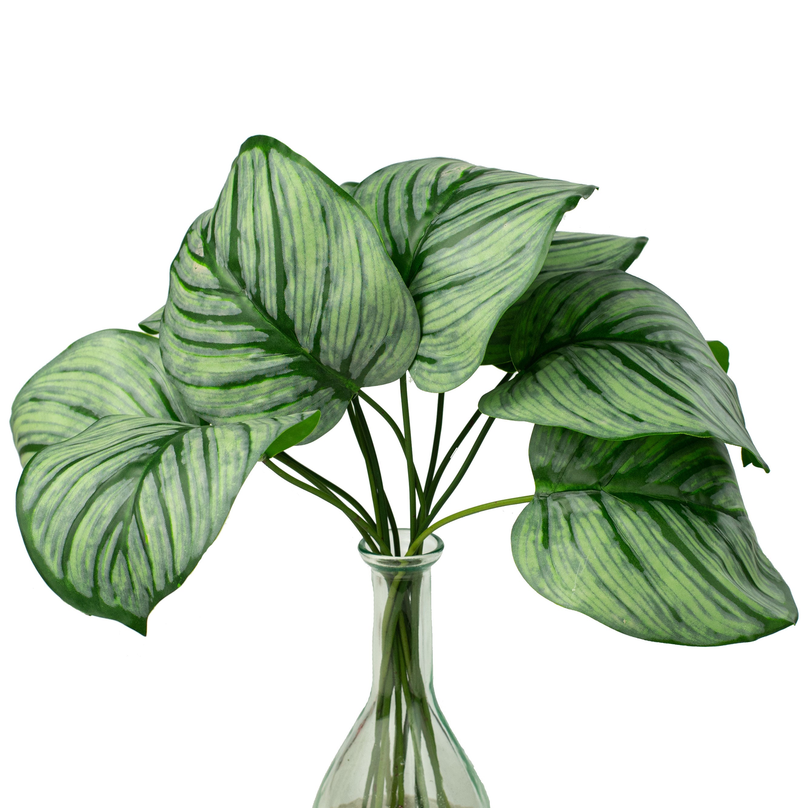 18" Calathea Houseplant Leaf Bundle Item Number: 277624