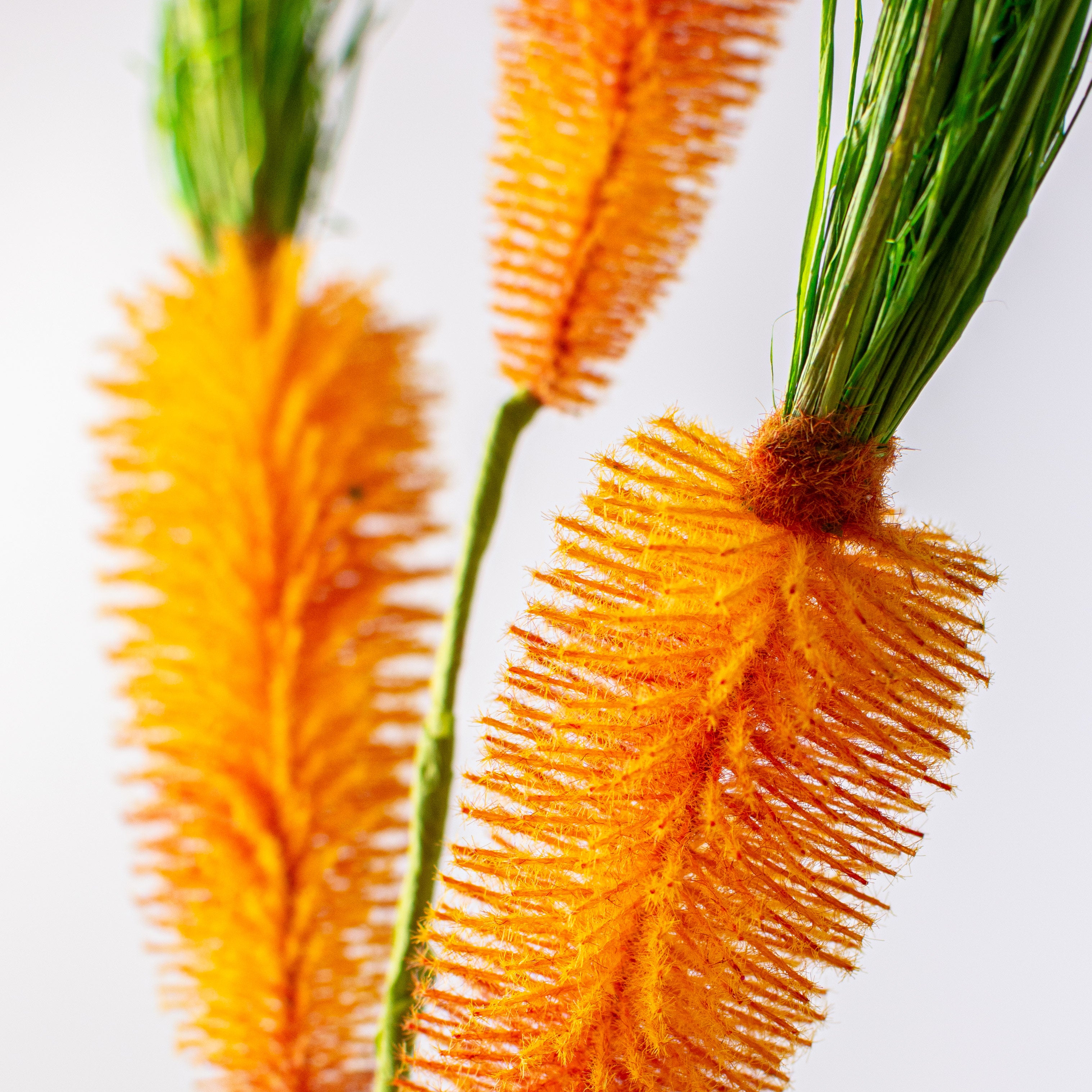 27" Carrot Spray: Two Tone Orange Lifestyle Photo