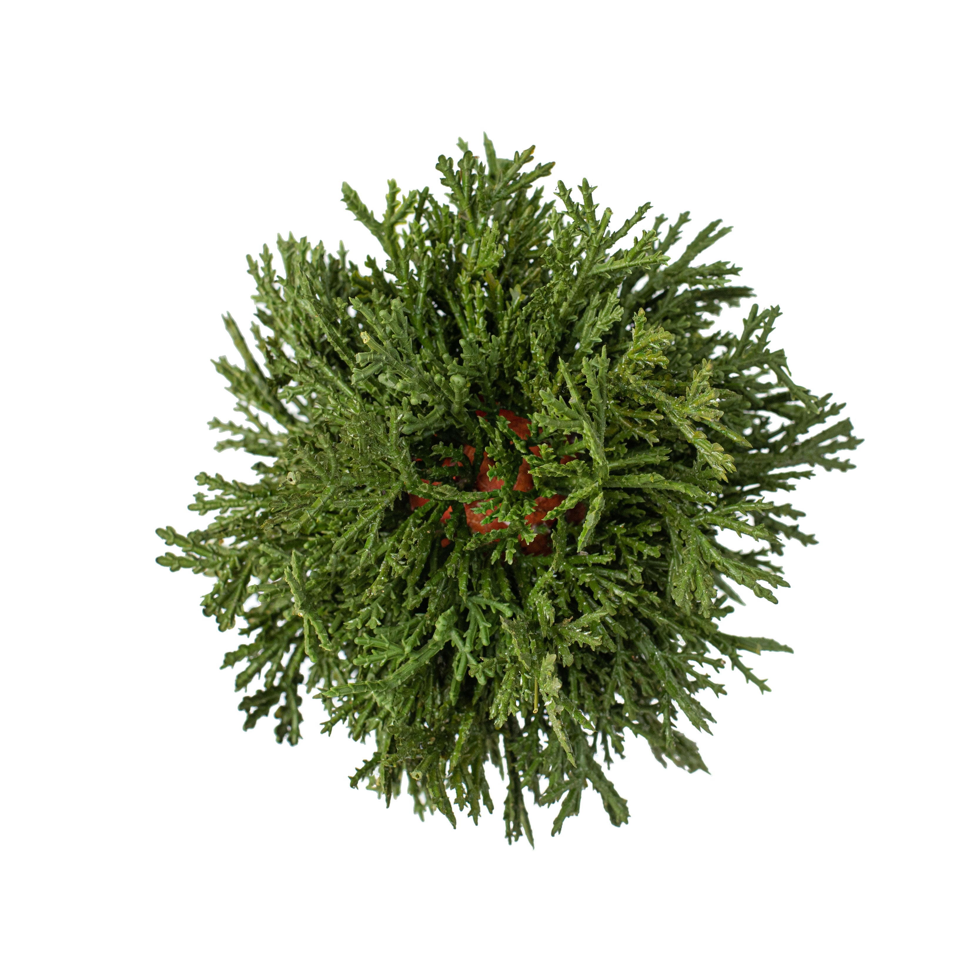 6" Cedar Pine Ball Item Number: 2829137GR
