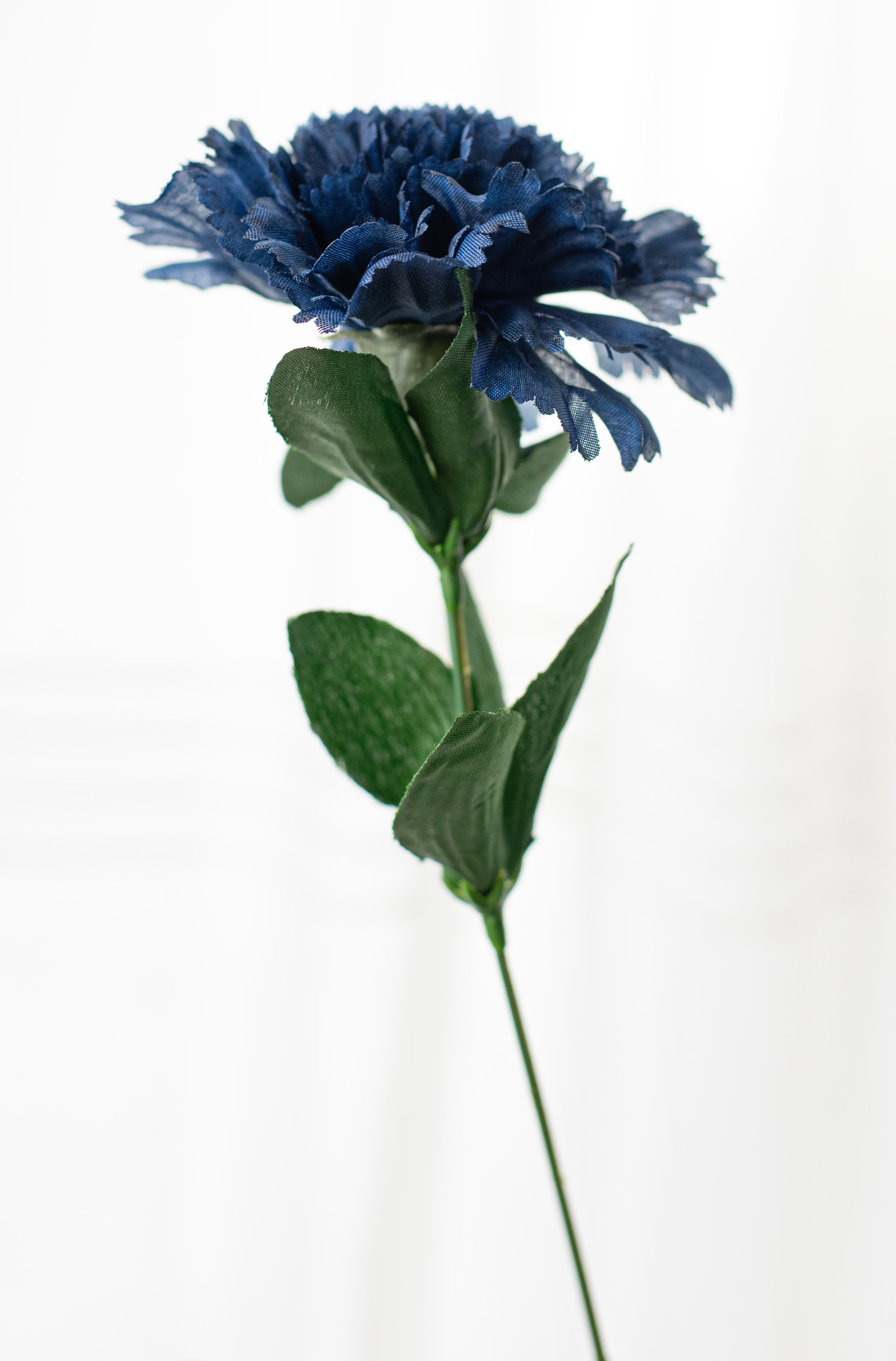 17" Colorfast Carnation Bush: Navy Blue (14) detail photo 4