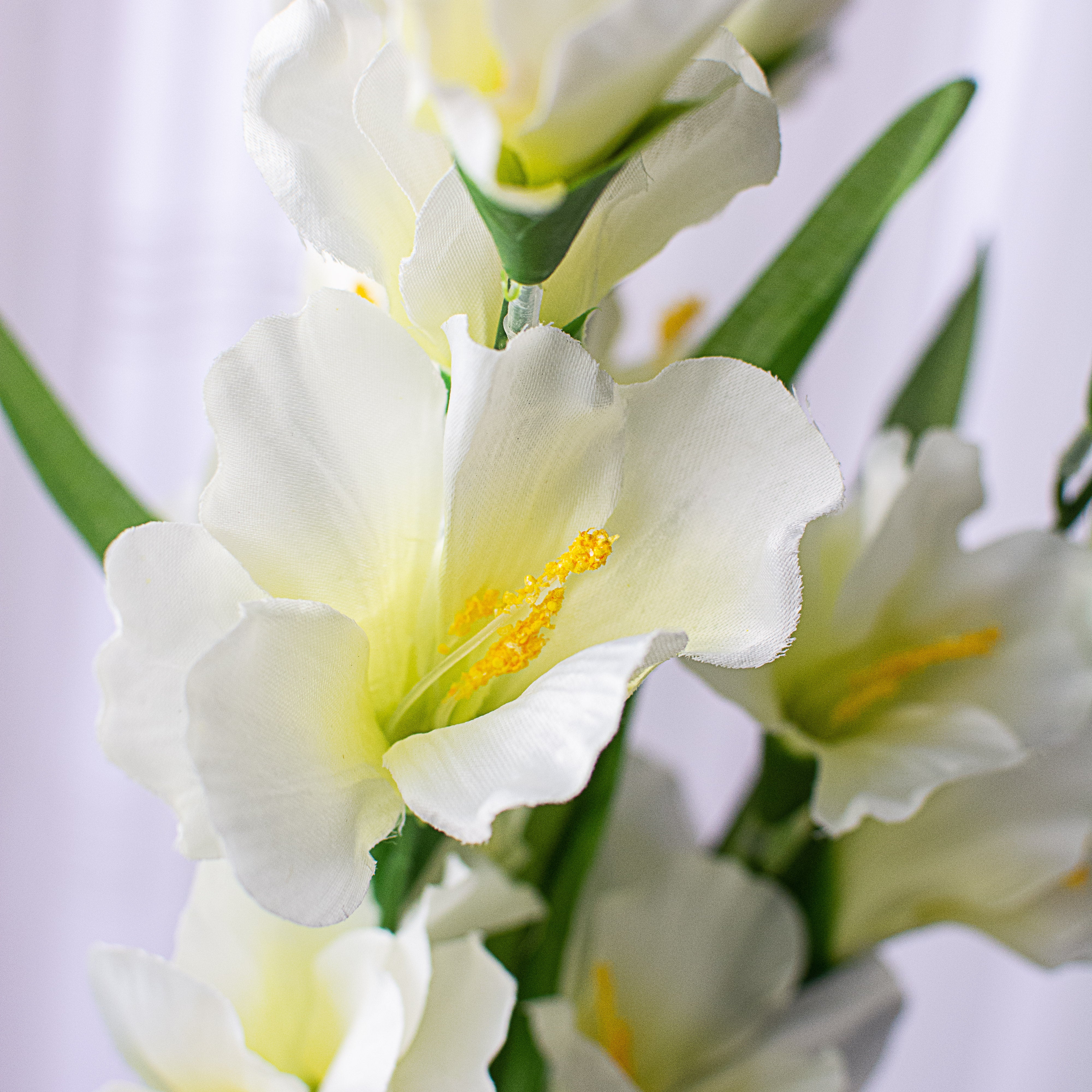 28" Colorfast Gladiolus Bush: Cream Lifestyle Photo
