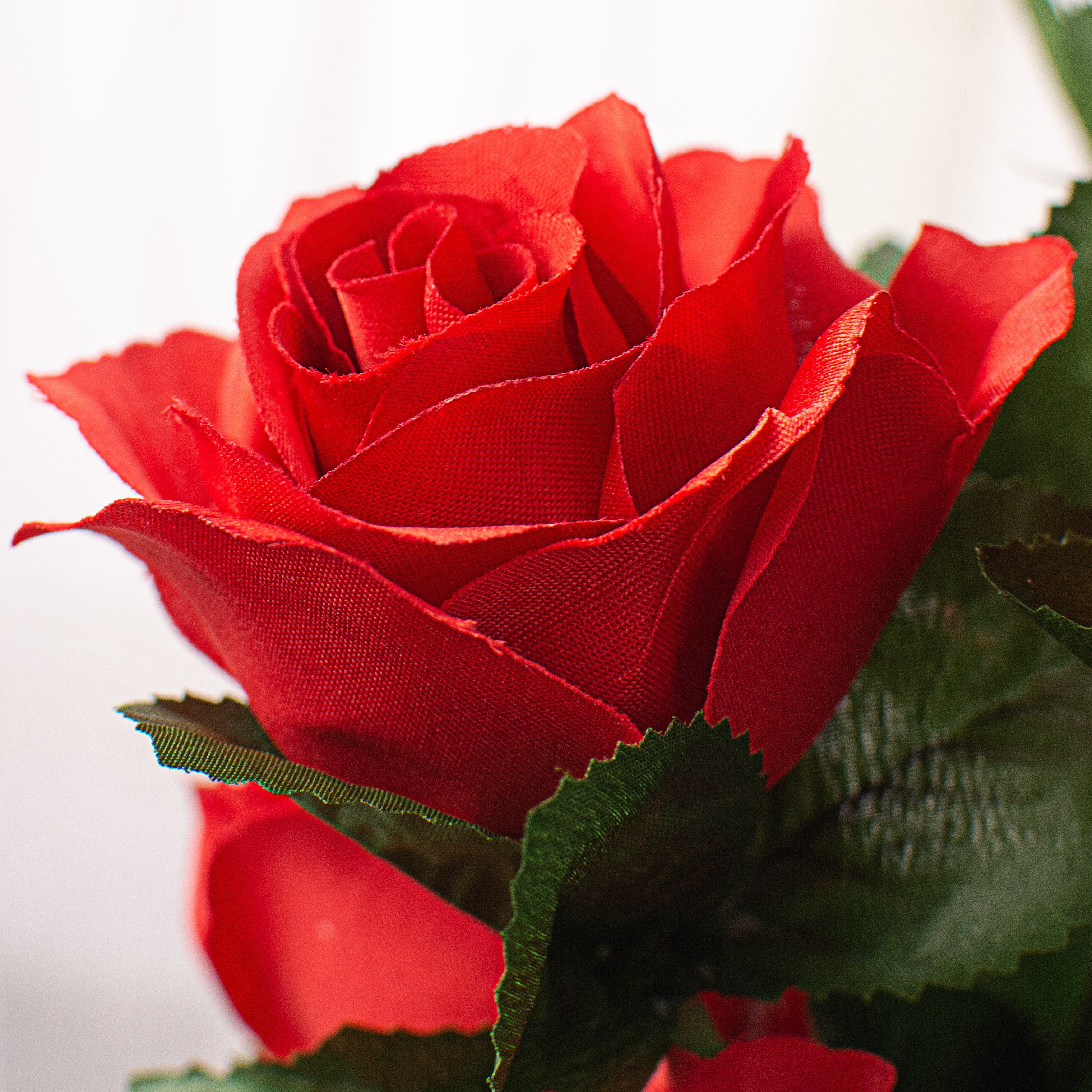 17" Colorfast Lillian Open Rose Bush (12): Red Lifestyle Photo