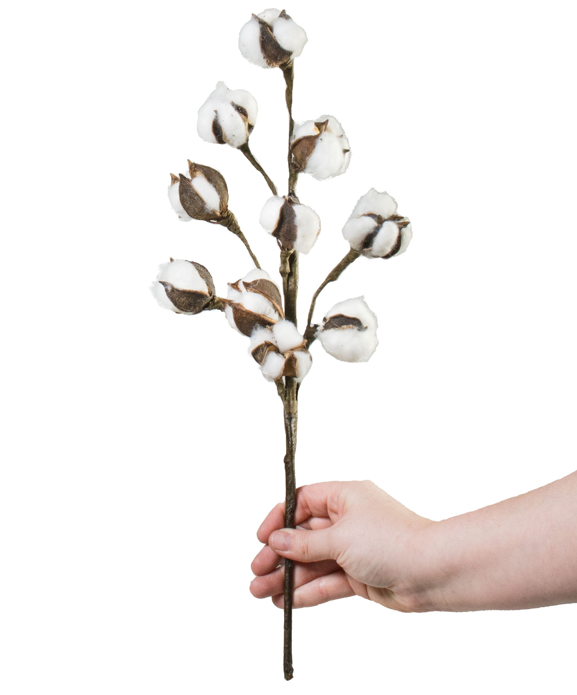 18" Cotton Bud Spray Lifestyle Photo