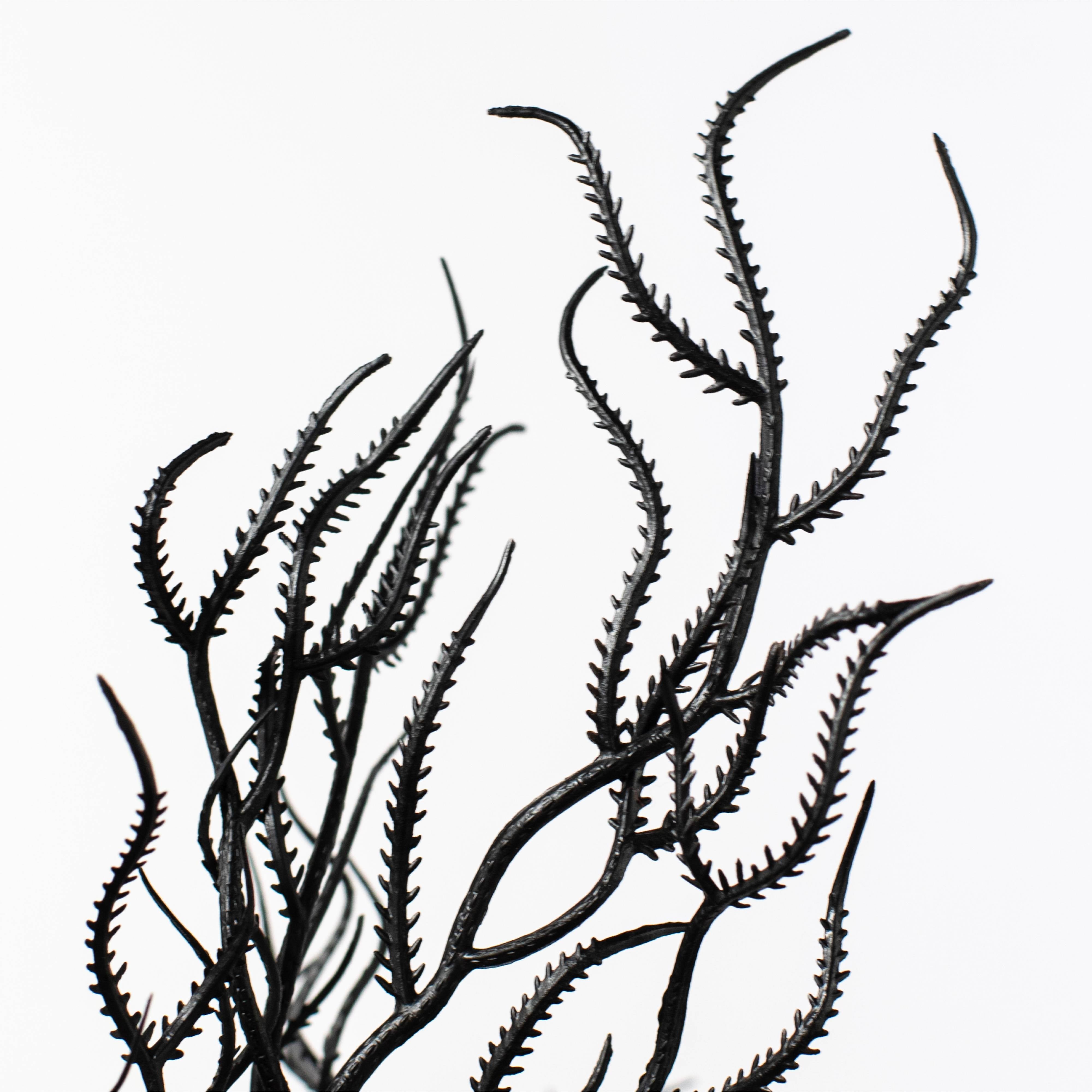 21" Cottonii Seaweed Bush: Black (5 Stem) Lifestyle Photo
