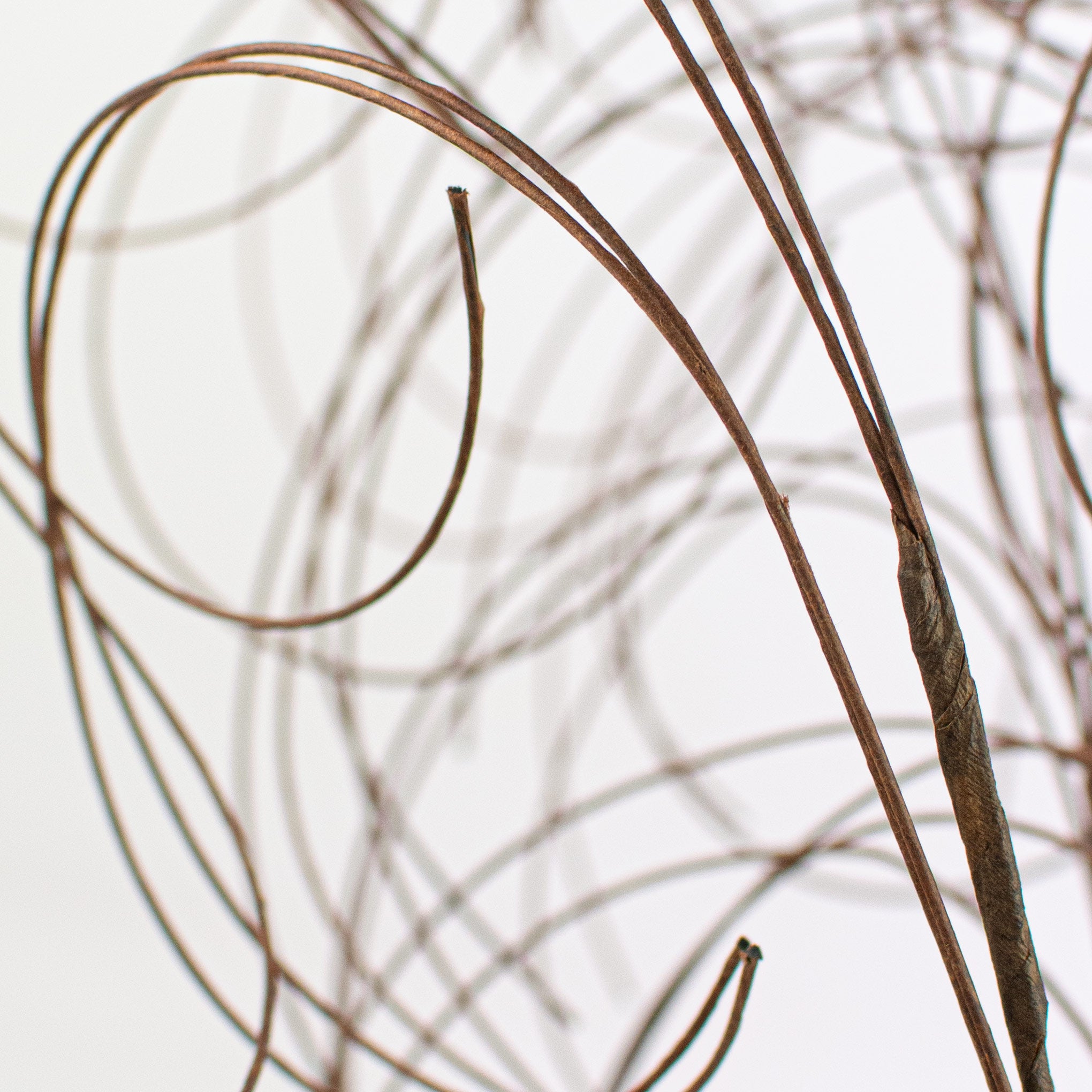 28" Curly Willow Twig Lifestyle Photo