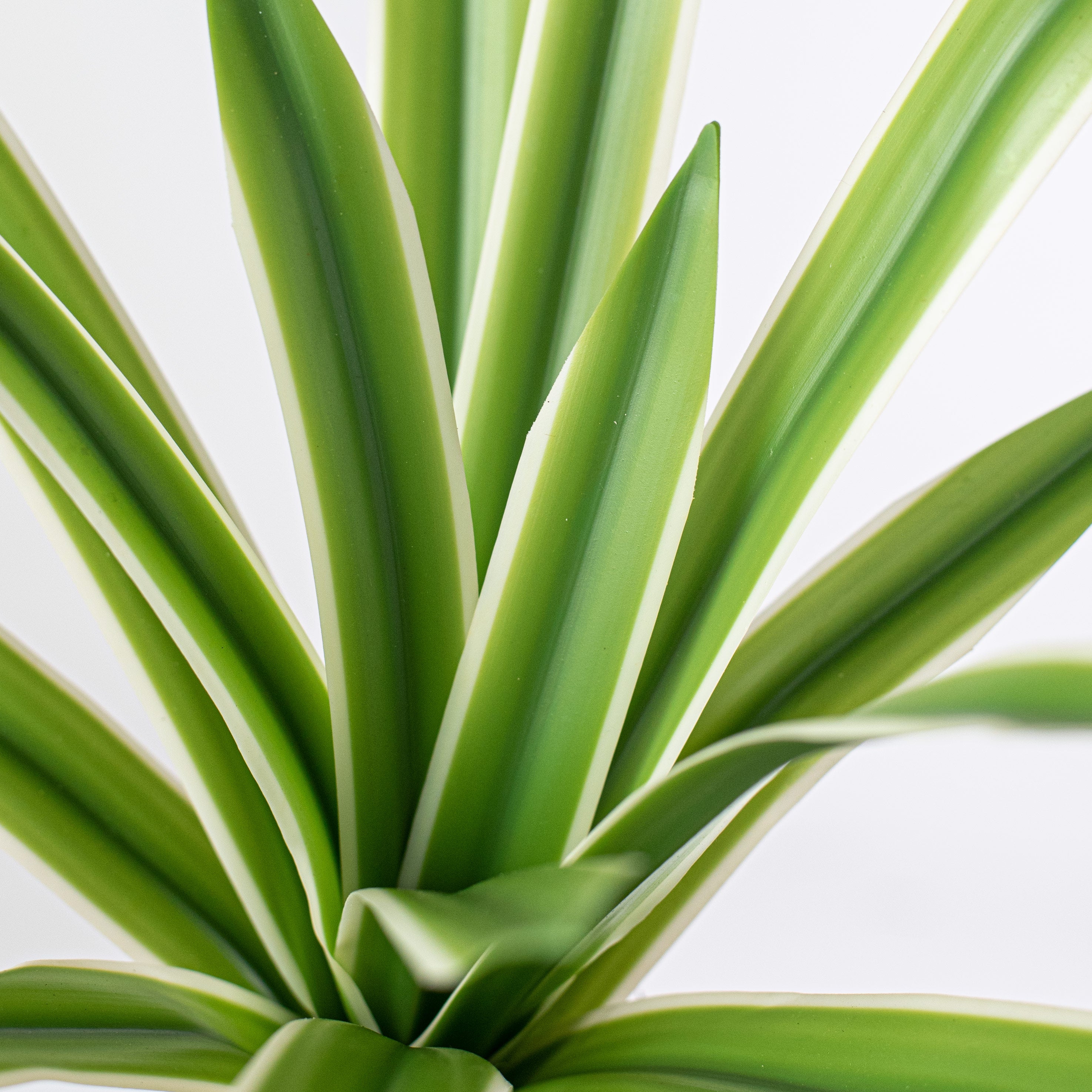 14" Cymbidium Plant: Green & White Lifestyle Photo