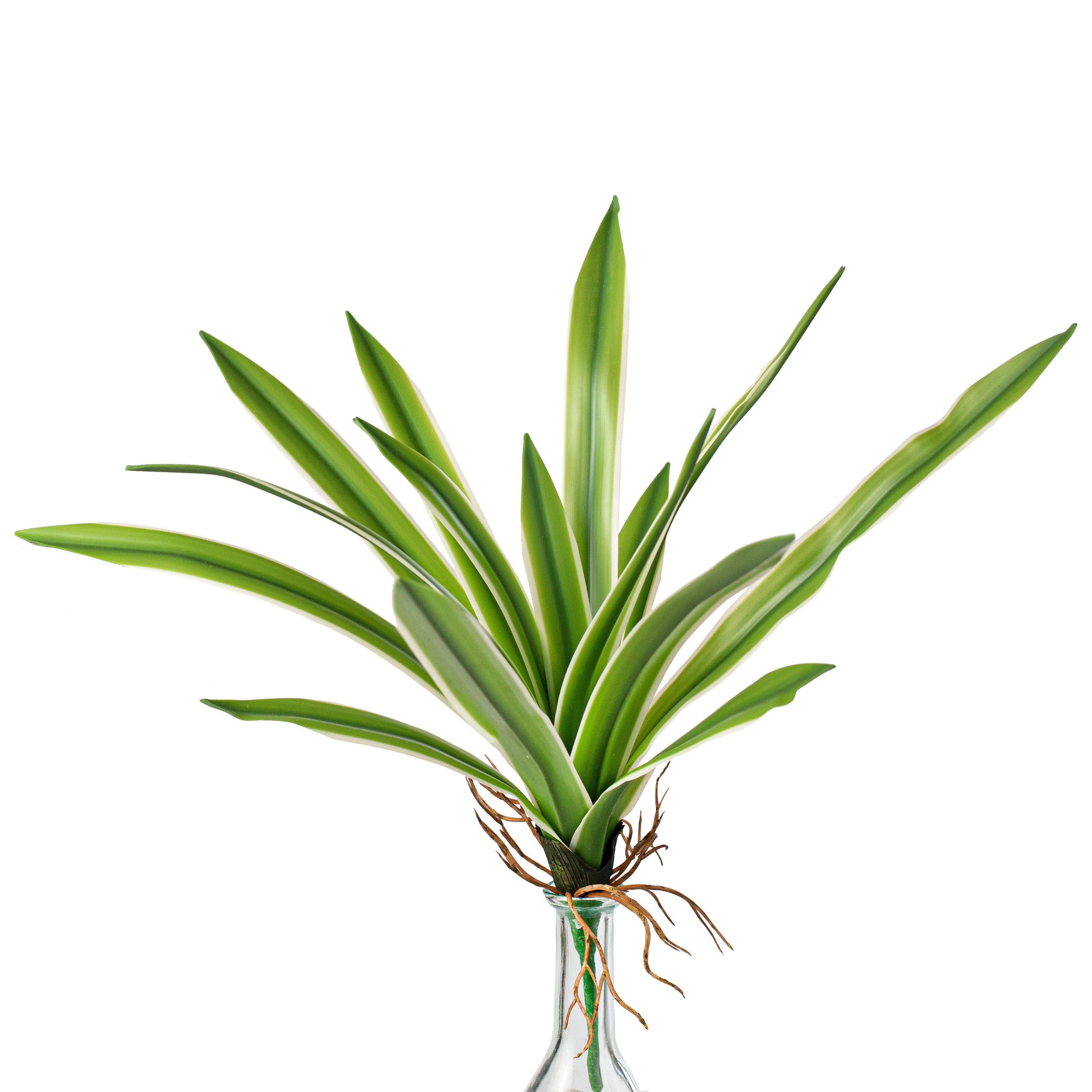 14" Cymbidium Plant: Green & White Item Number: 2230081GW