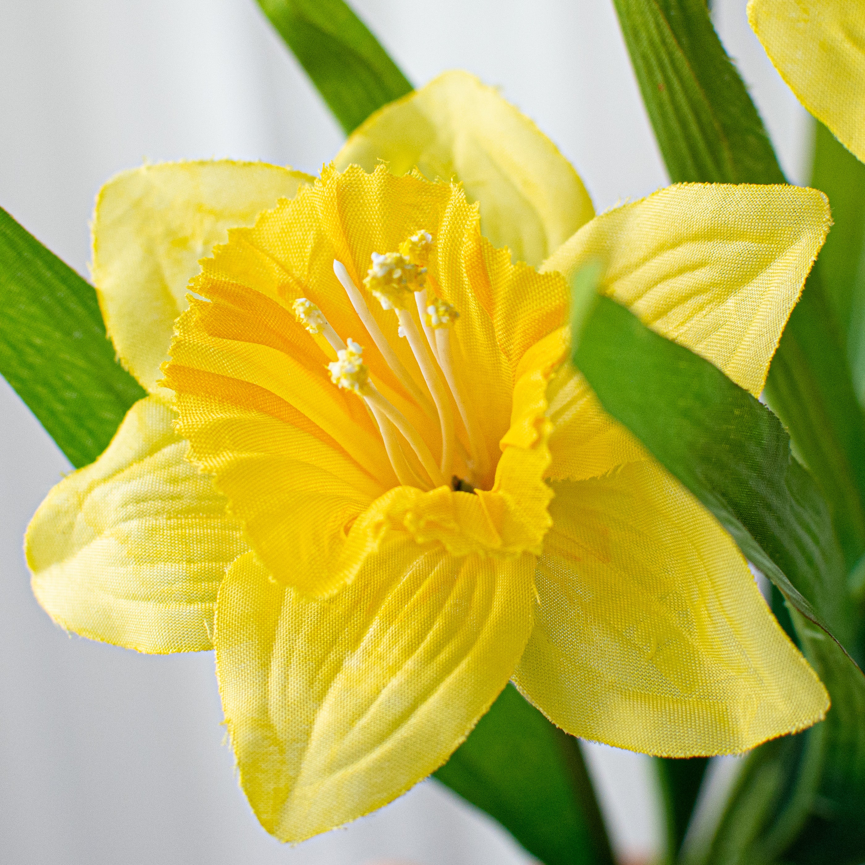 17" Daffodil Bush: Yellow Lifestyle Photo