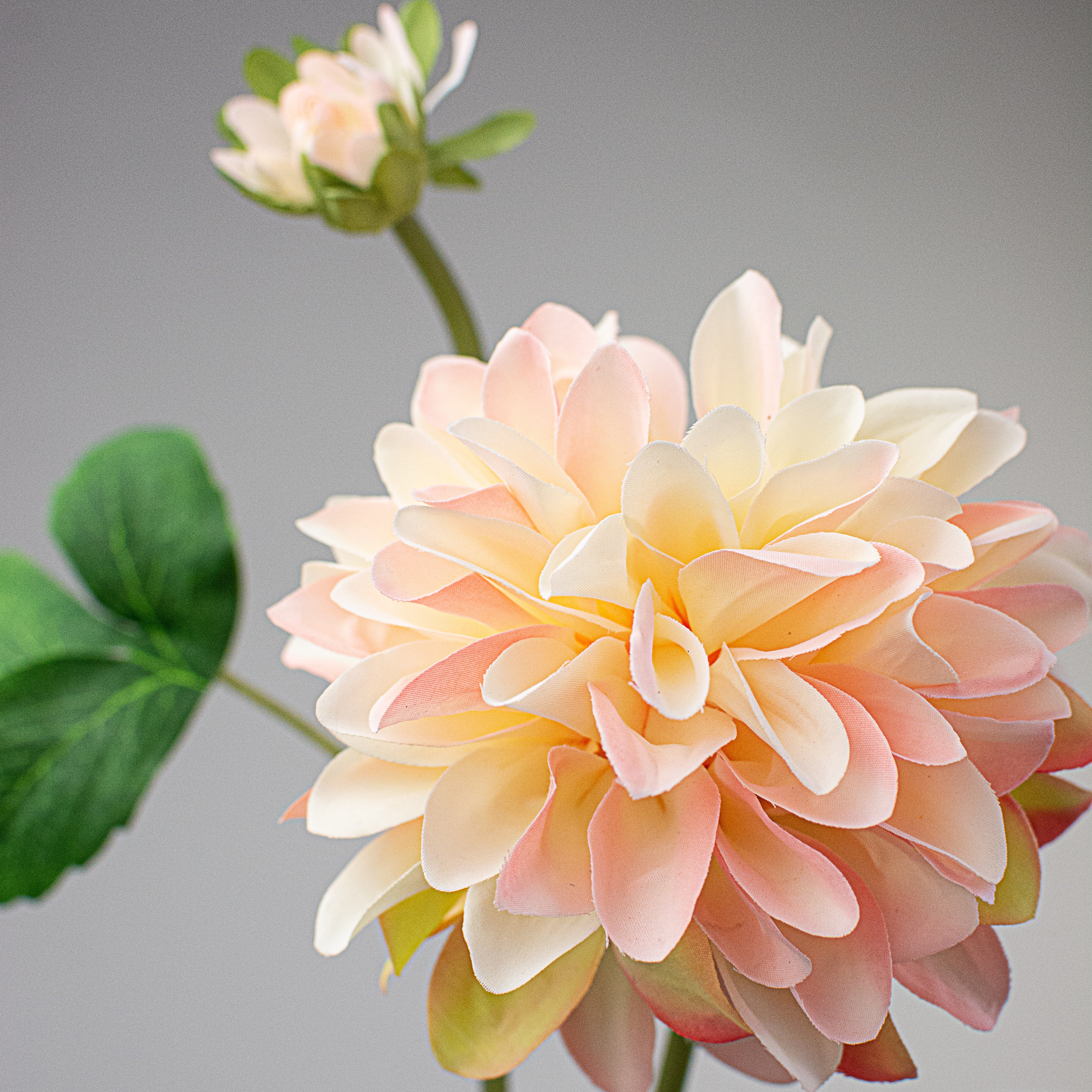 29" Dahlia Spray: Pink & Cream Lifestyle Photo