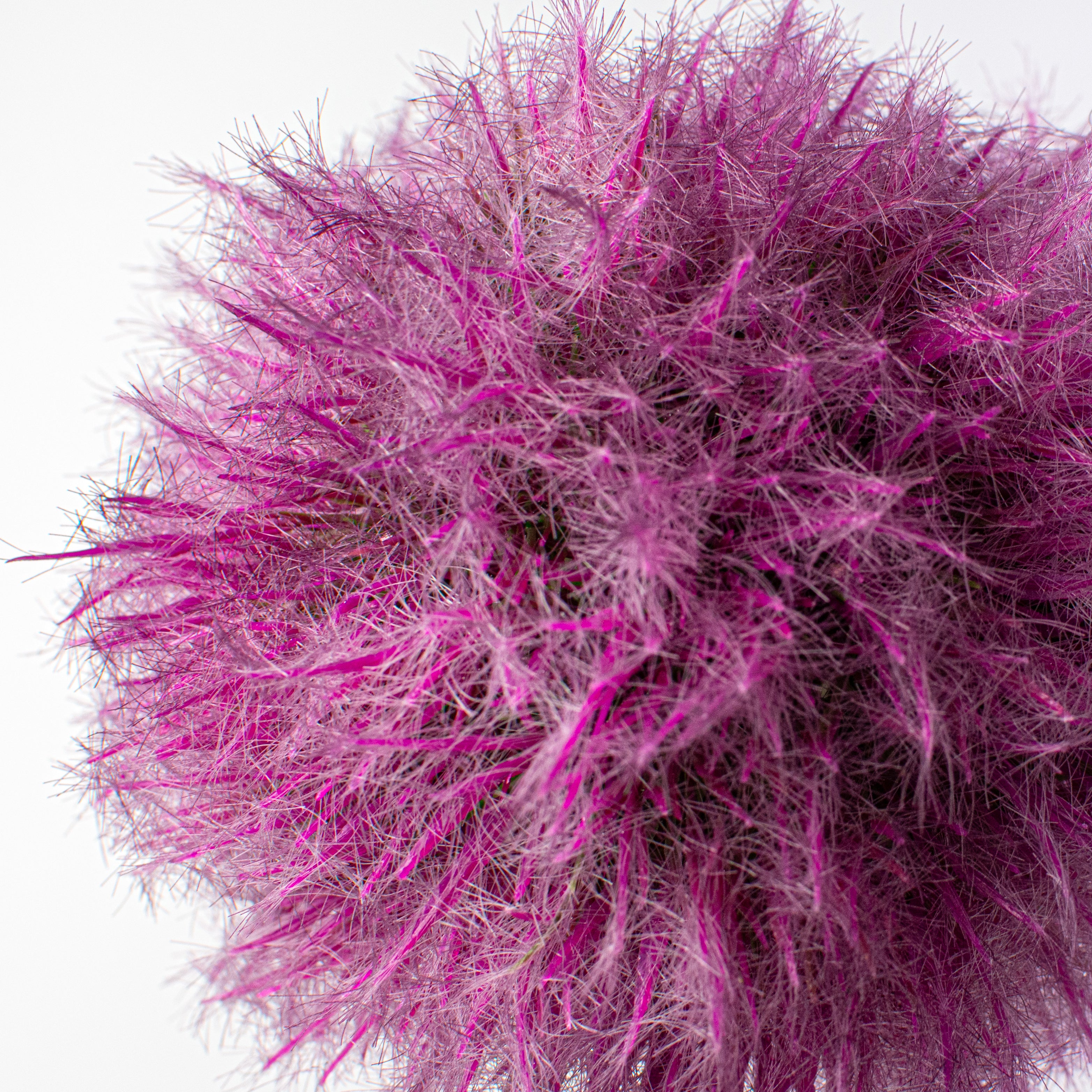 25'' Dandelion Seed Head Stem: Plum Purple Lifestyle Photo