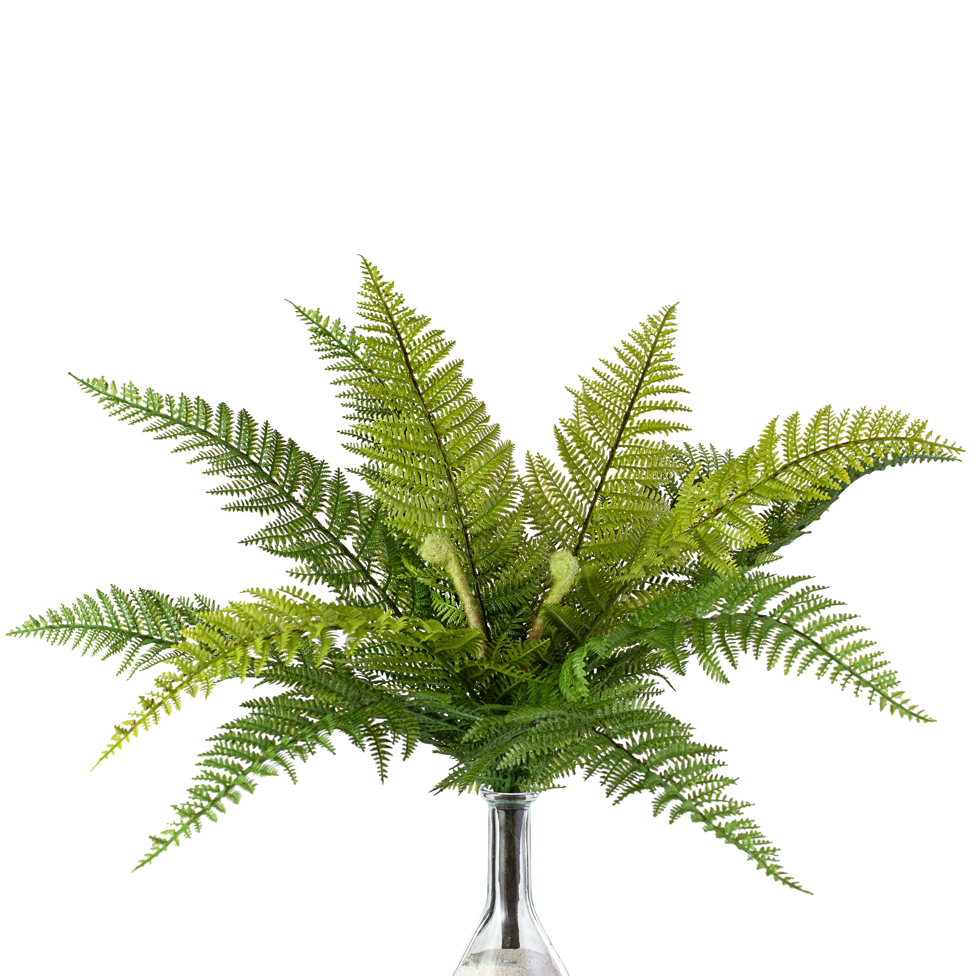 18 Dryopteris Fern Bush