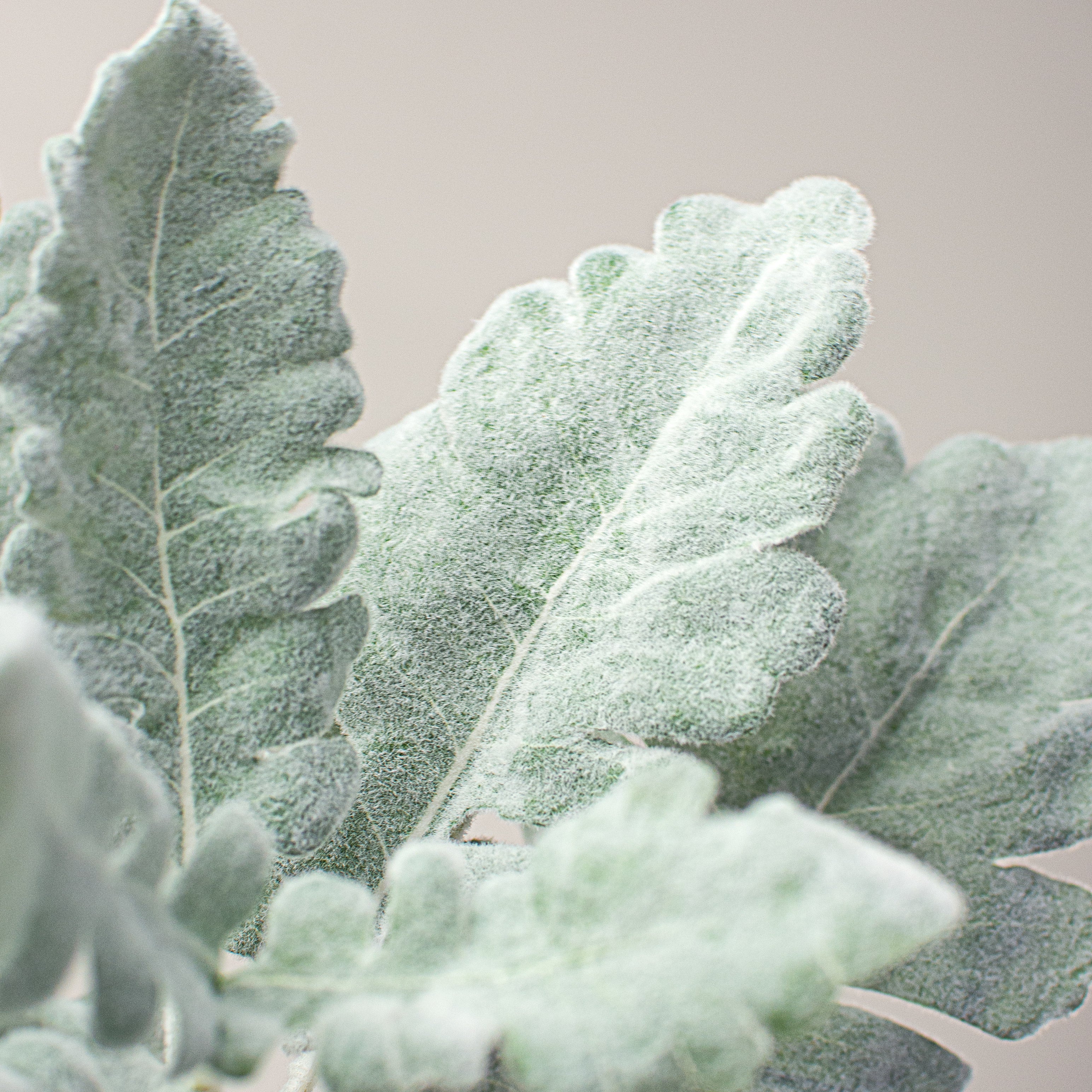 17" Dusty Miller Spray Lifestyle Photo