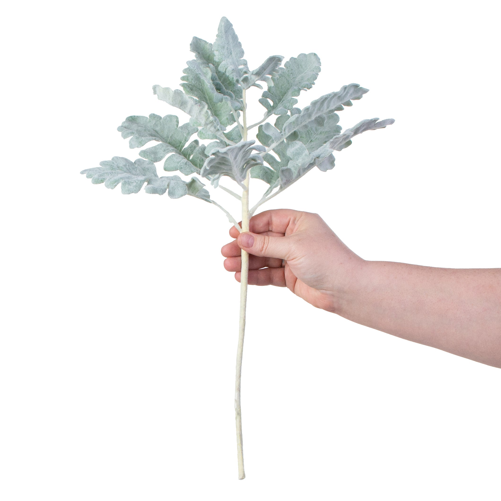 17" Dusty Miller Spray detail photo 3