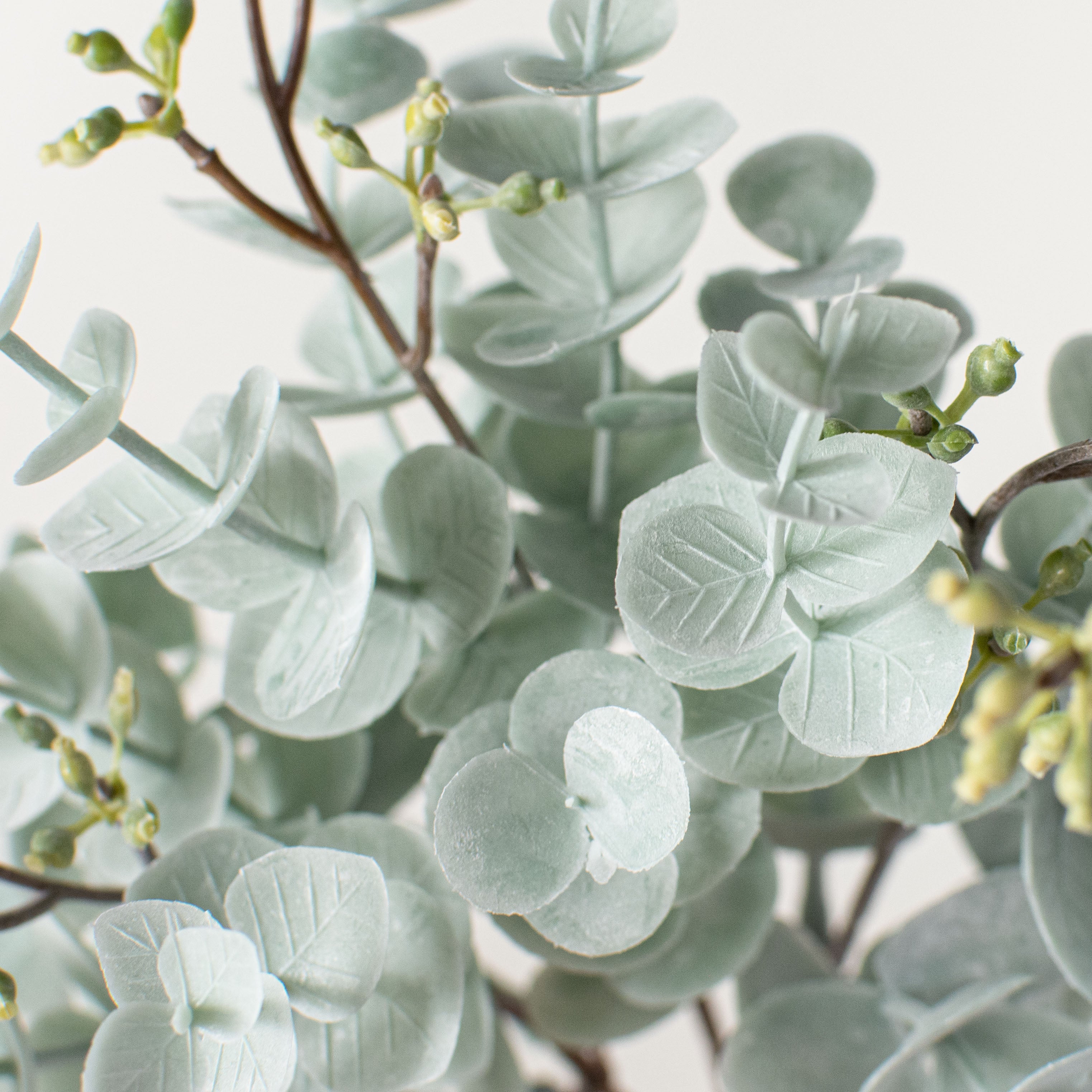 11" Dusty Mini Eucalyptus Bush Lifestyle Photo