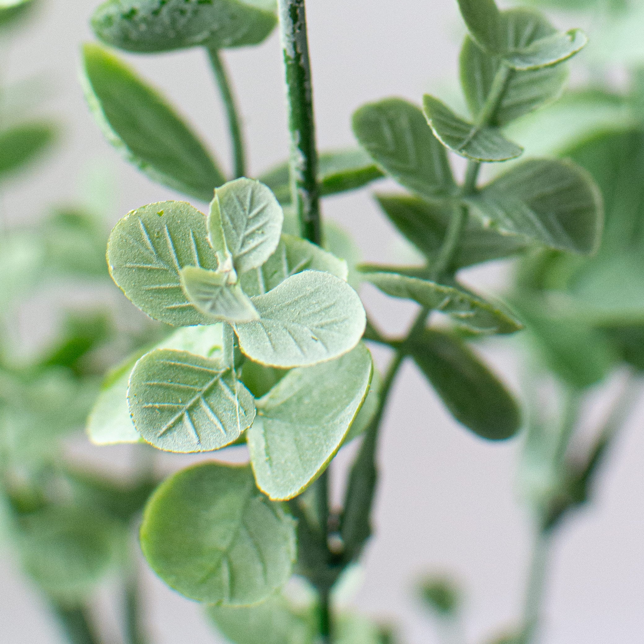19" Eucalyptus Bush detail photo 4