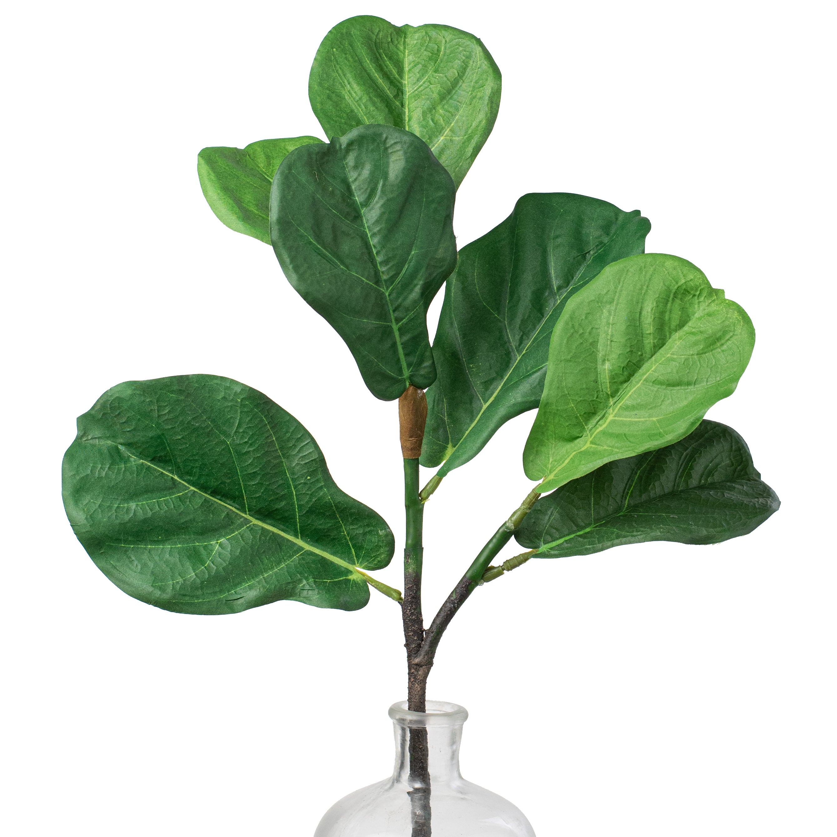 real fiddle leaf fig tree for sale 24 Fiddle Leaf Fig Spray