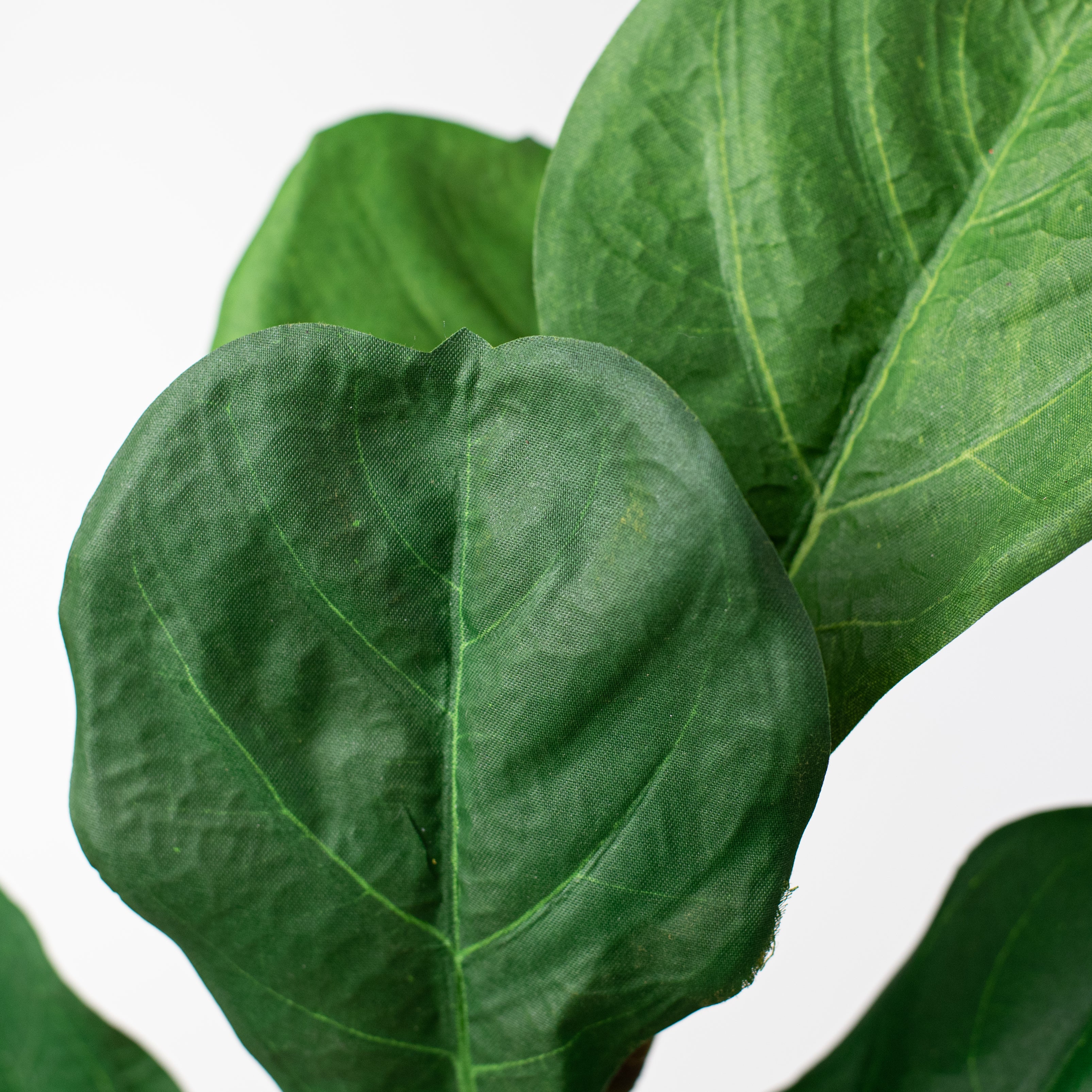24" Fiddle Leaf Fig Spray detail photo 4