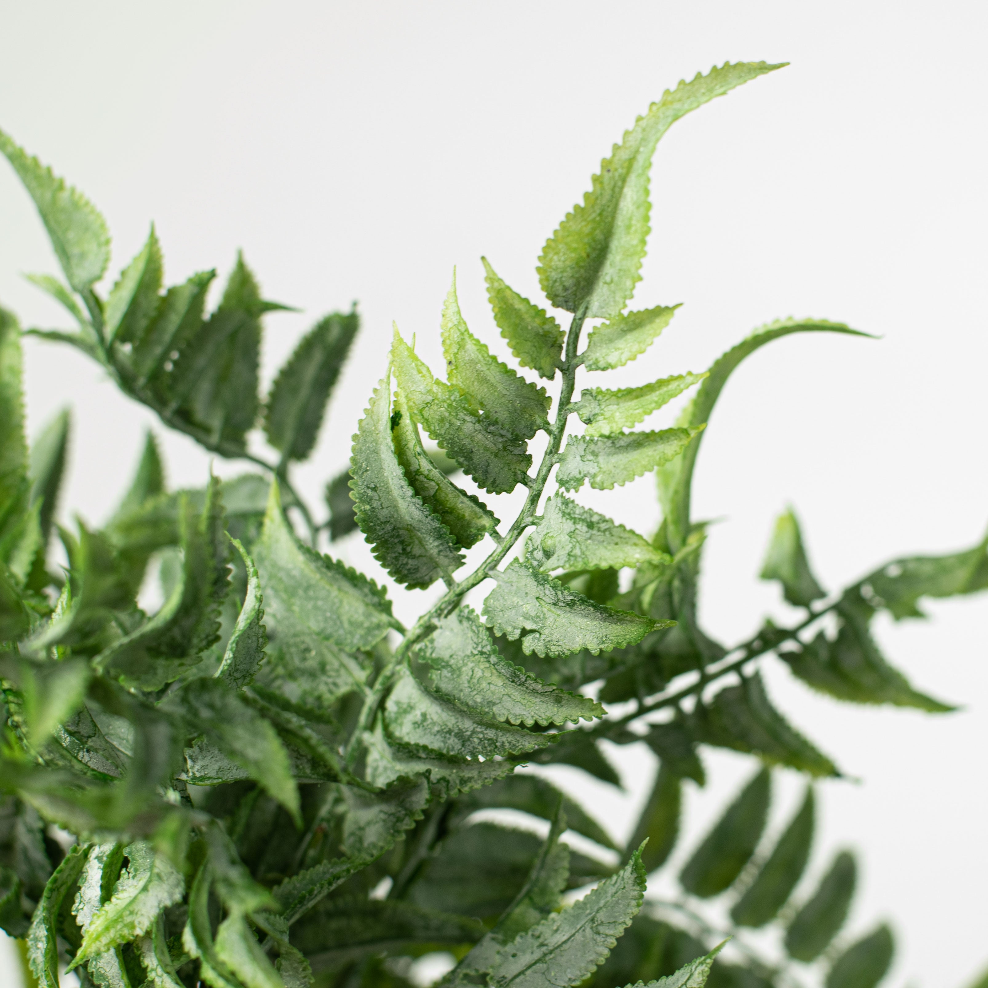 12" Field Fern Bush Lifestyle Photo