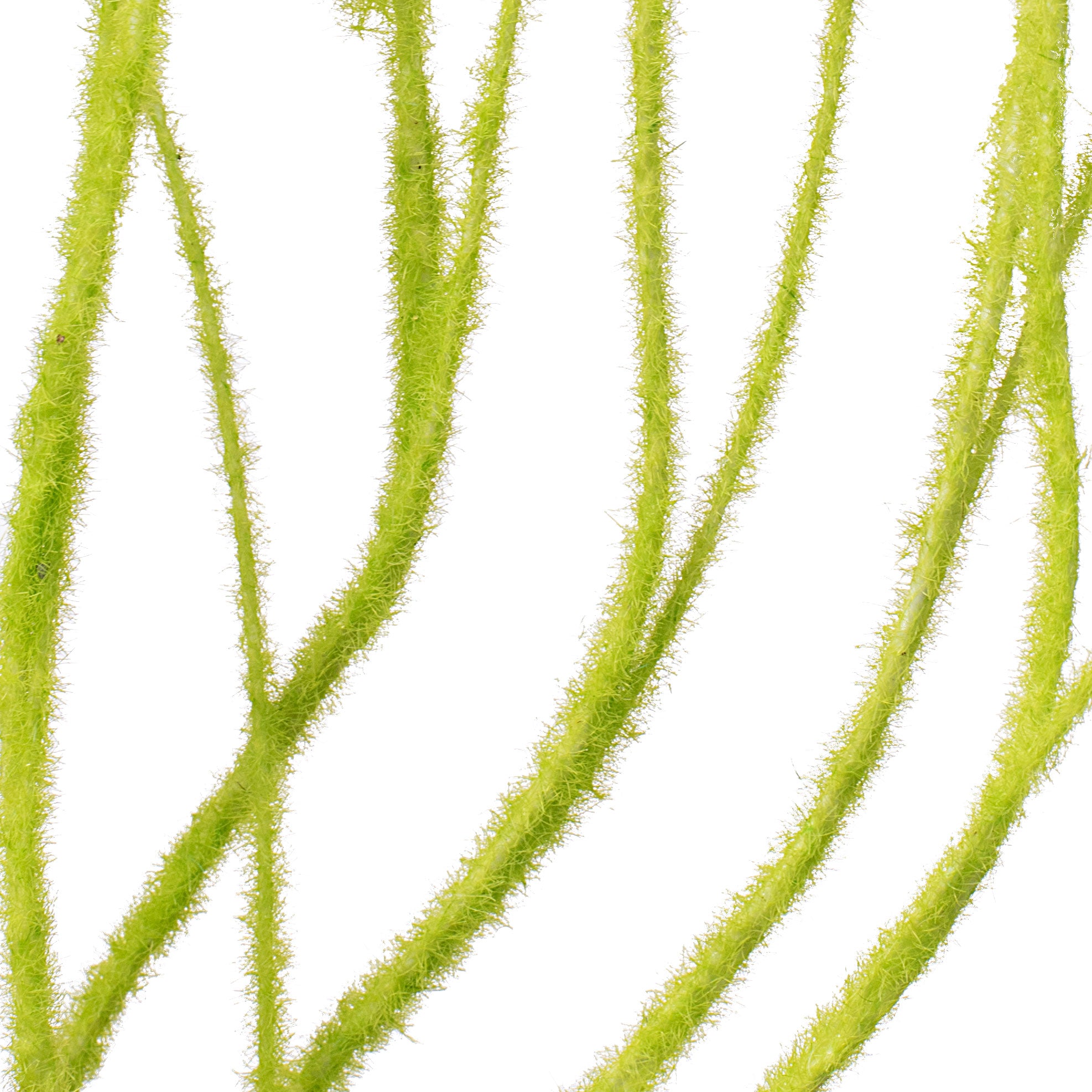 30" Flocked Twig Spray: Lime Green detail photo 3