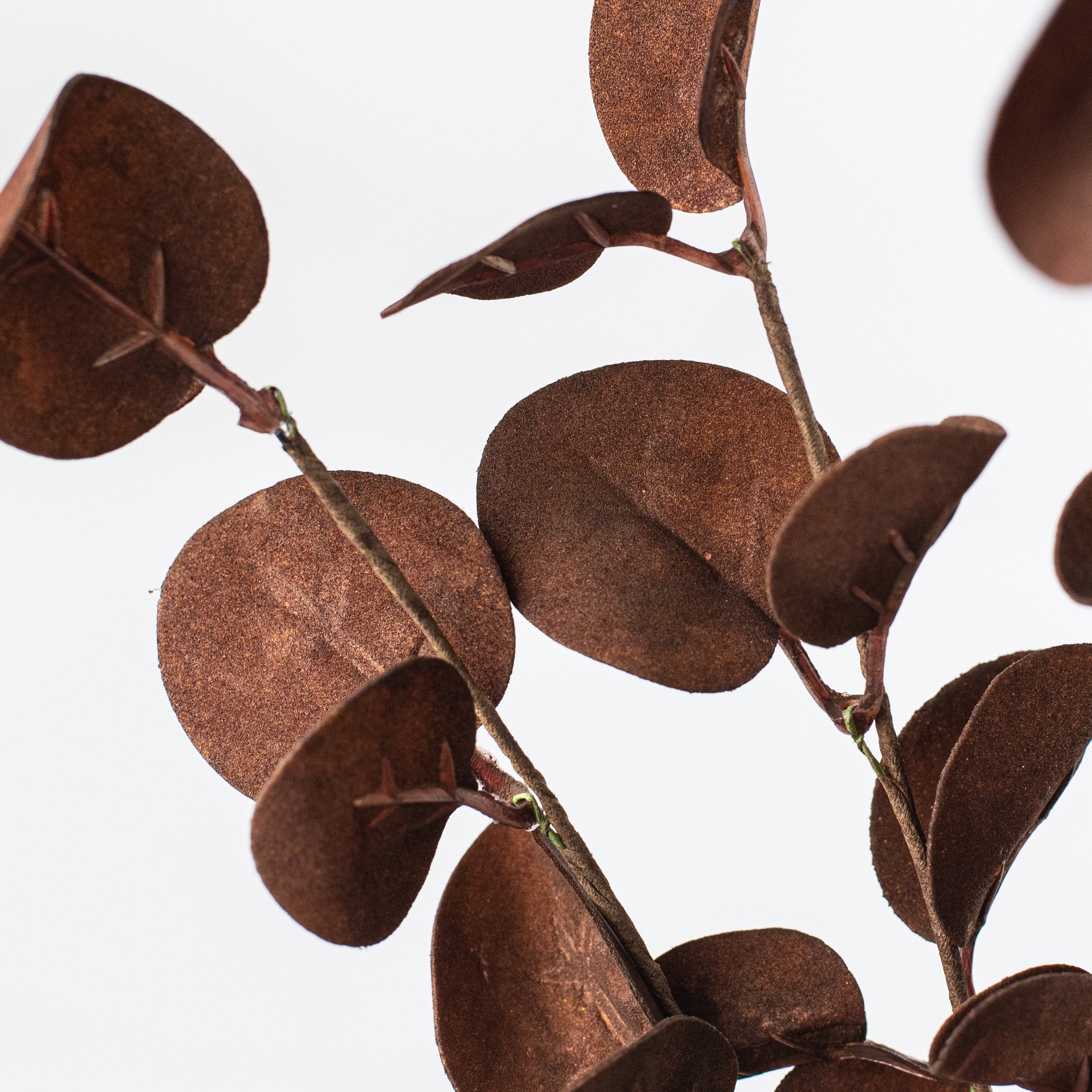 16" Foamy Silver Dollar Leaves Pick: Coffee Lifestyle Photo