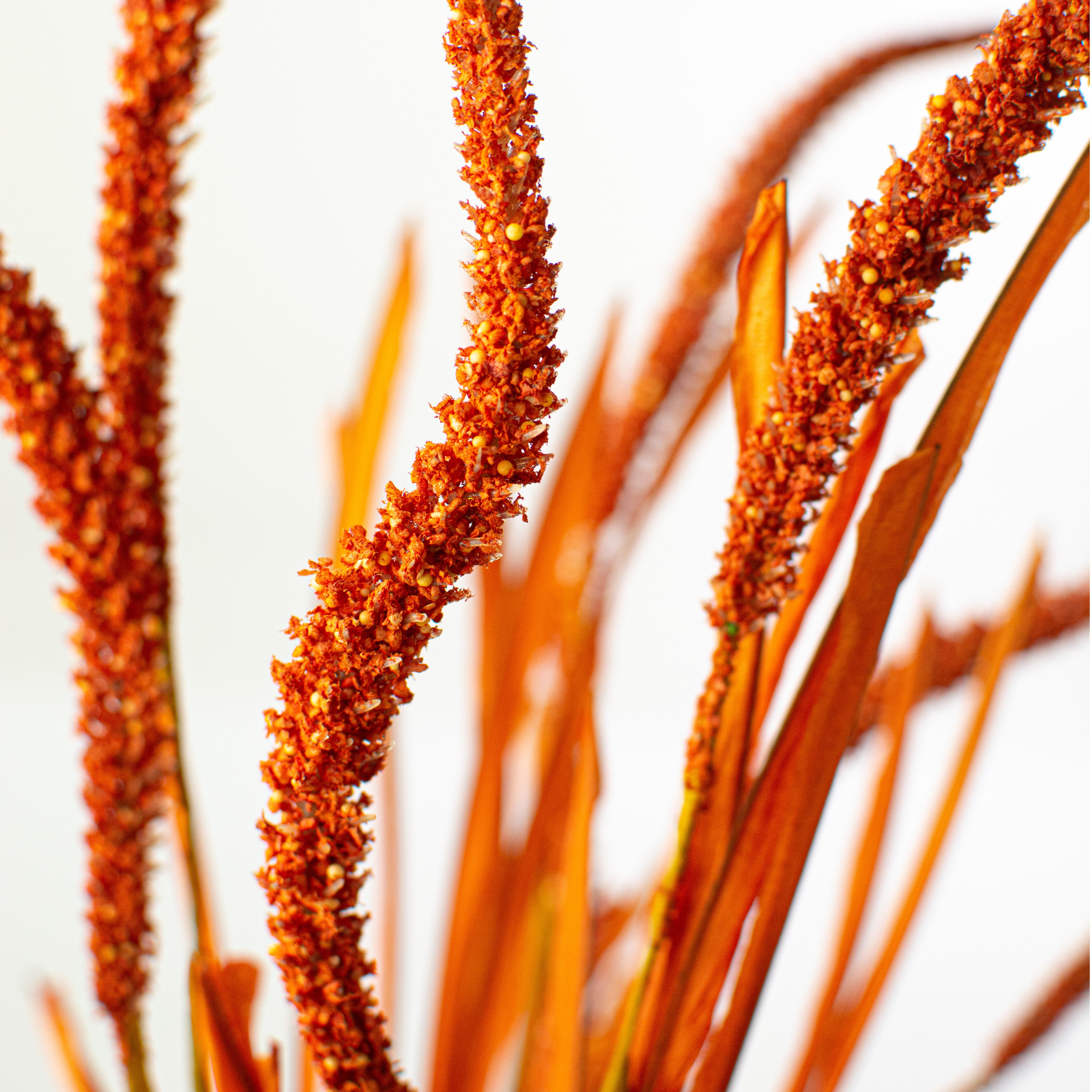 24" Foxtail Bush: Orange Lifestyle Photo