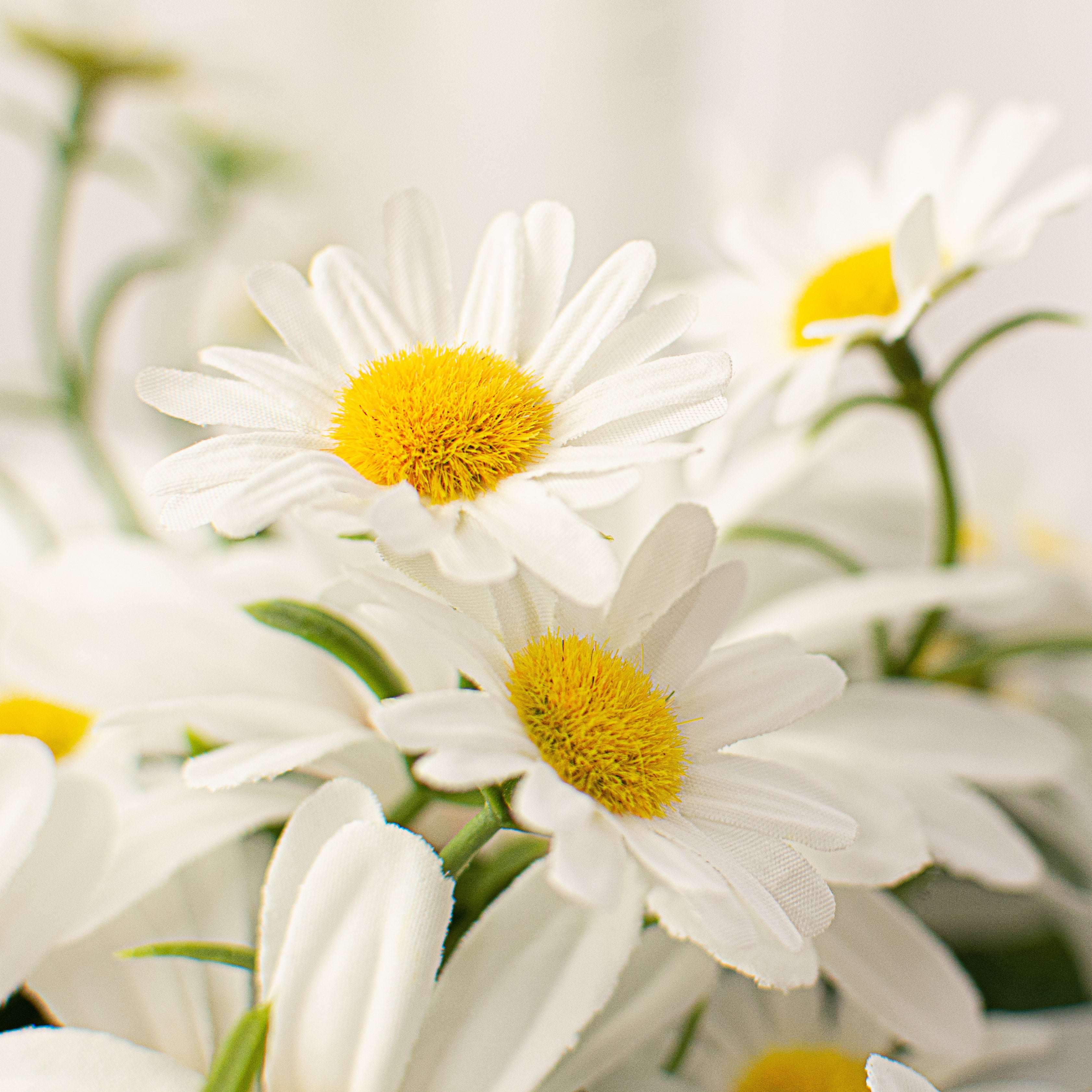 18" Garden White Daisy Bush Lifestyle Photo