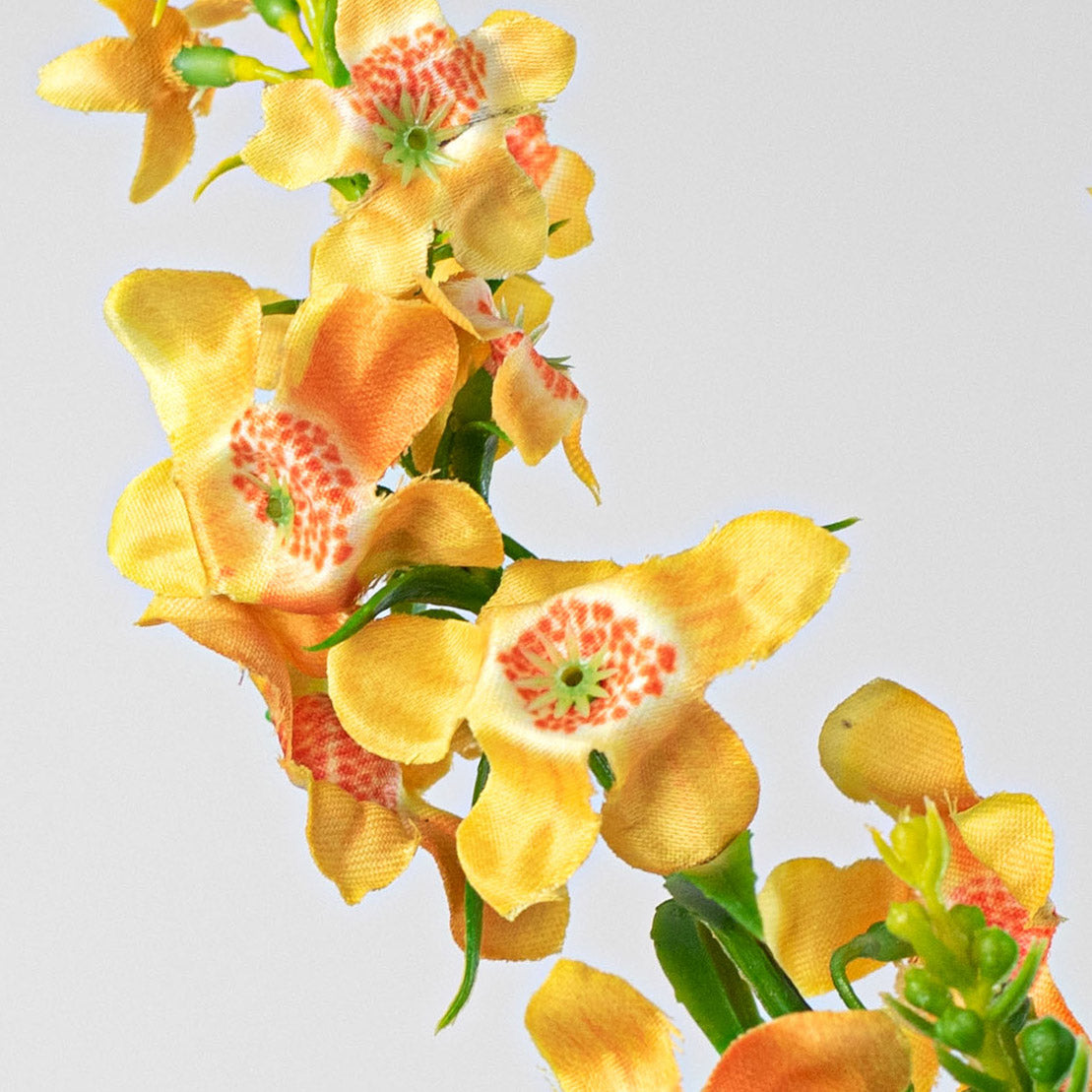 29" Genista Sweet Broom Stem: Yellow Lifestyle Photo