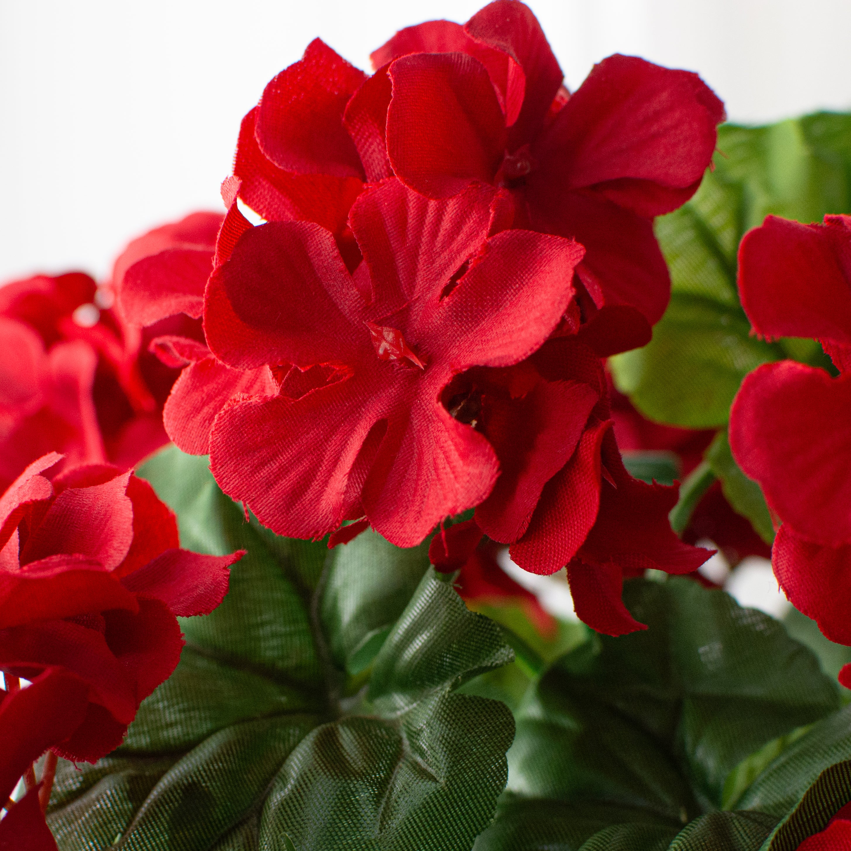 19" Geranium Bush: Red Lifestyle Photo